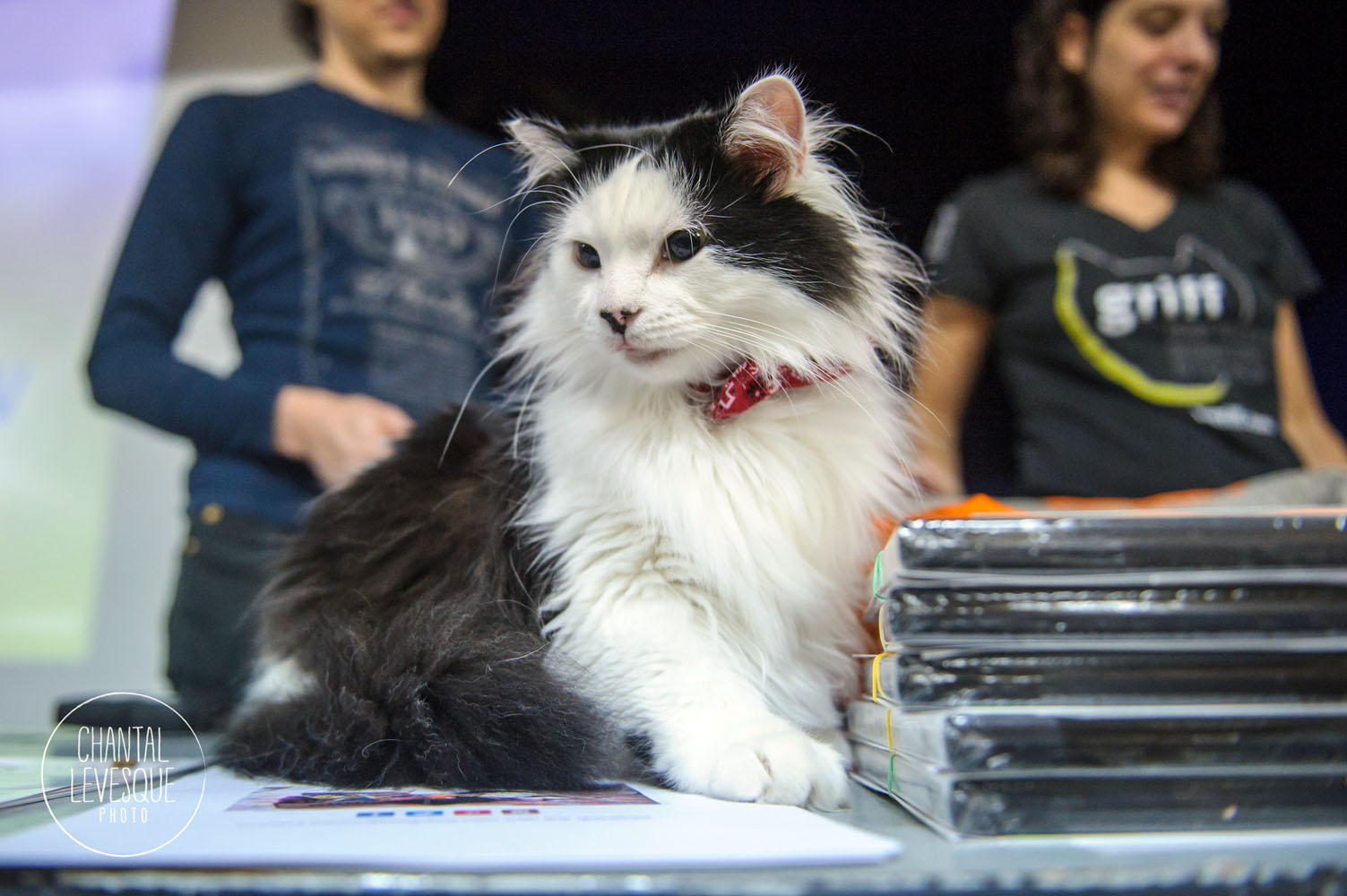 The Oreo Cat