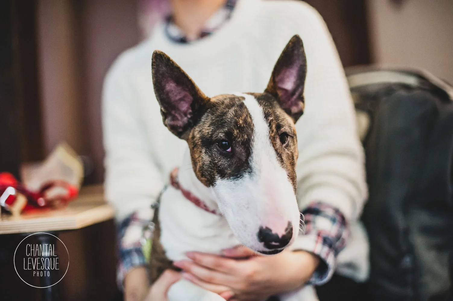 bull-terrier.jpg