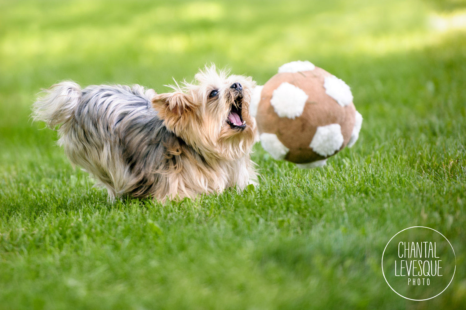Becky qui capote sur son ballon de soccer