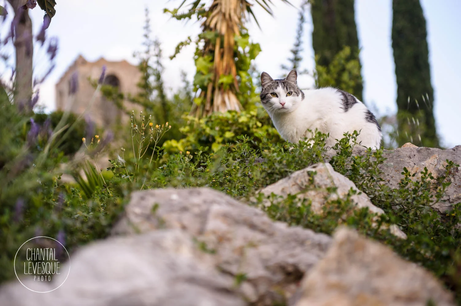 Un petit minou dans le village d'Olivella où se trouve la villa