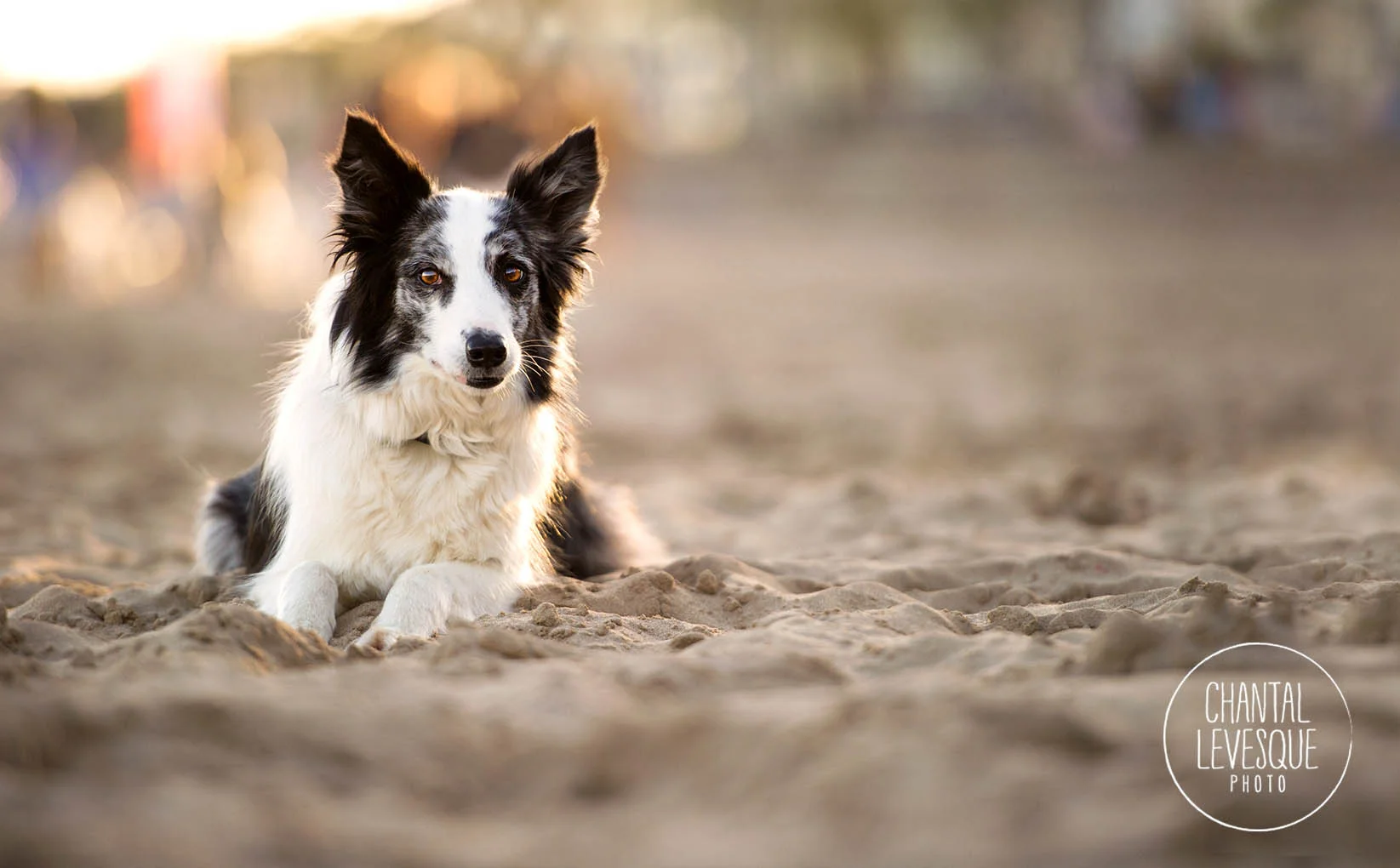 Gin, le Border Collie qui ne voulais que de l'amour. On nous avait prévenus avant de faire les photos de ne pas lui donner des caresses parce qu'il ne voudrait plus partir de nos côtés. Pas facile de se retenir jusqu'à la fin de la séance!!