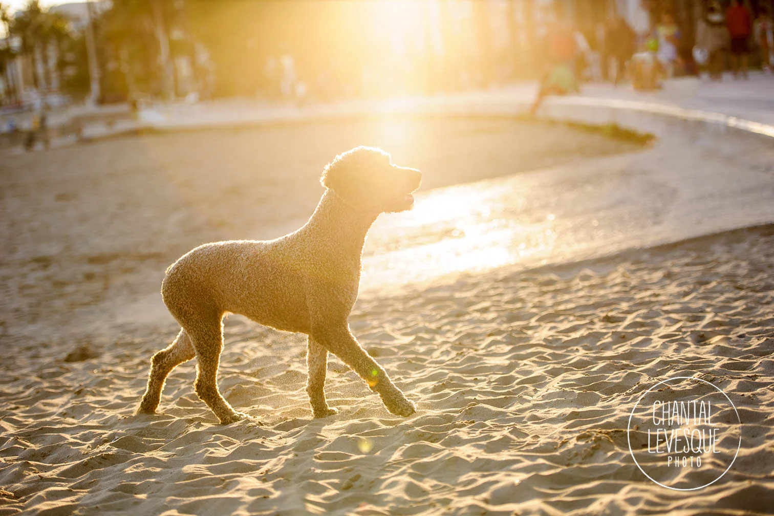 Pruna était un des chiens modèles du groupe de la première semaine de Barkelona. Quand son propriétaire nous a croisés sur la plage il nous a offert d'en faire des photos. Elle était SUPER bonne pour garder la pose! Et regardez ses magnifiques yeux!!