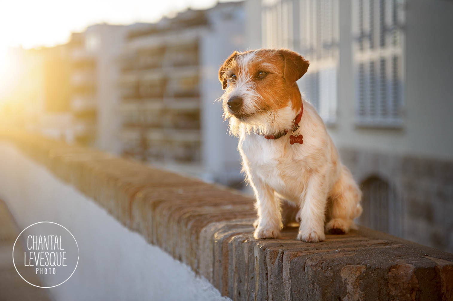 Flash, Jack Russell Terrier de 5 ans. Il gardait la pose comme un champion!!