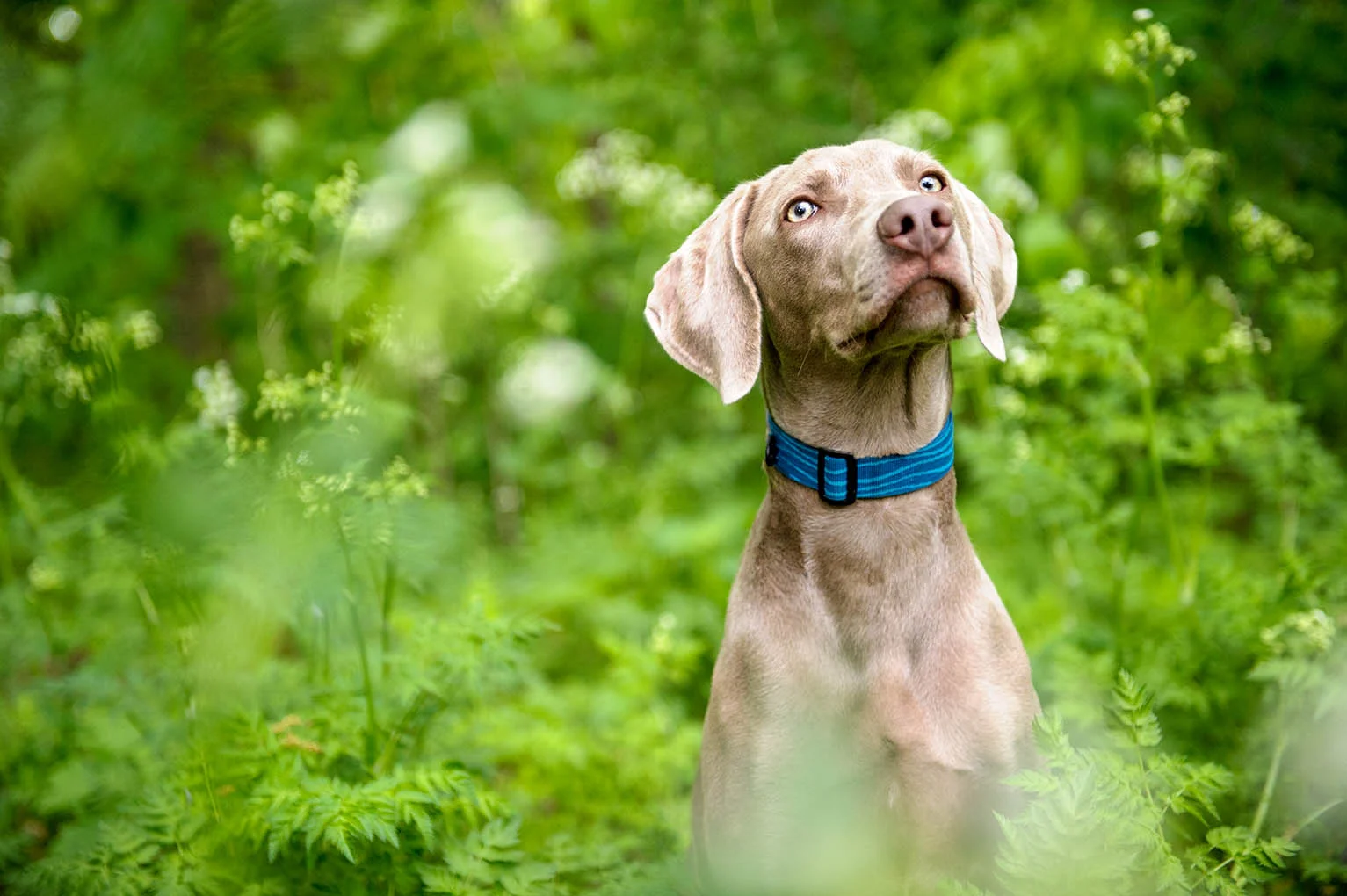 weimaraner-portrait-3332.jpg