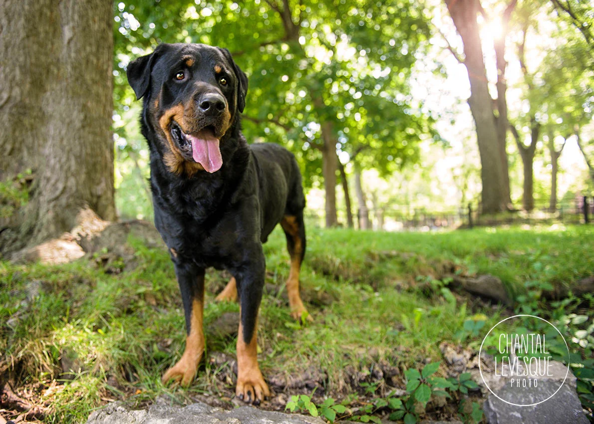 Balou