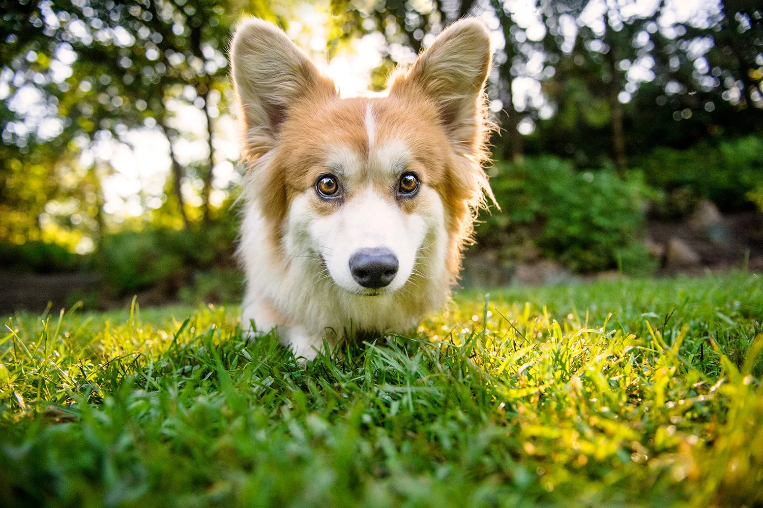 Corgi-sunrise-2174.jpg