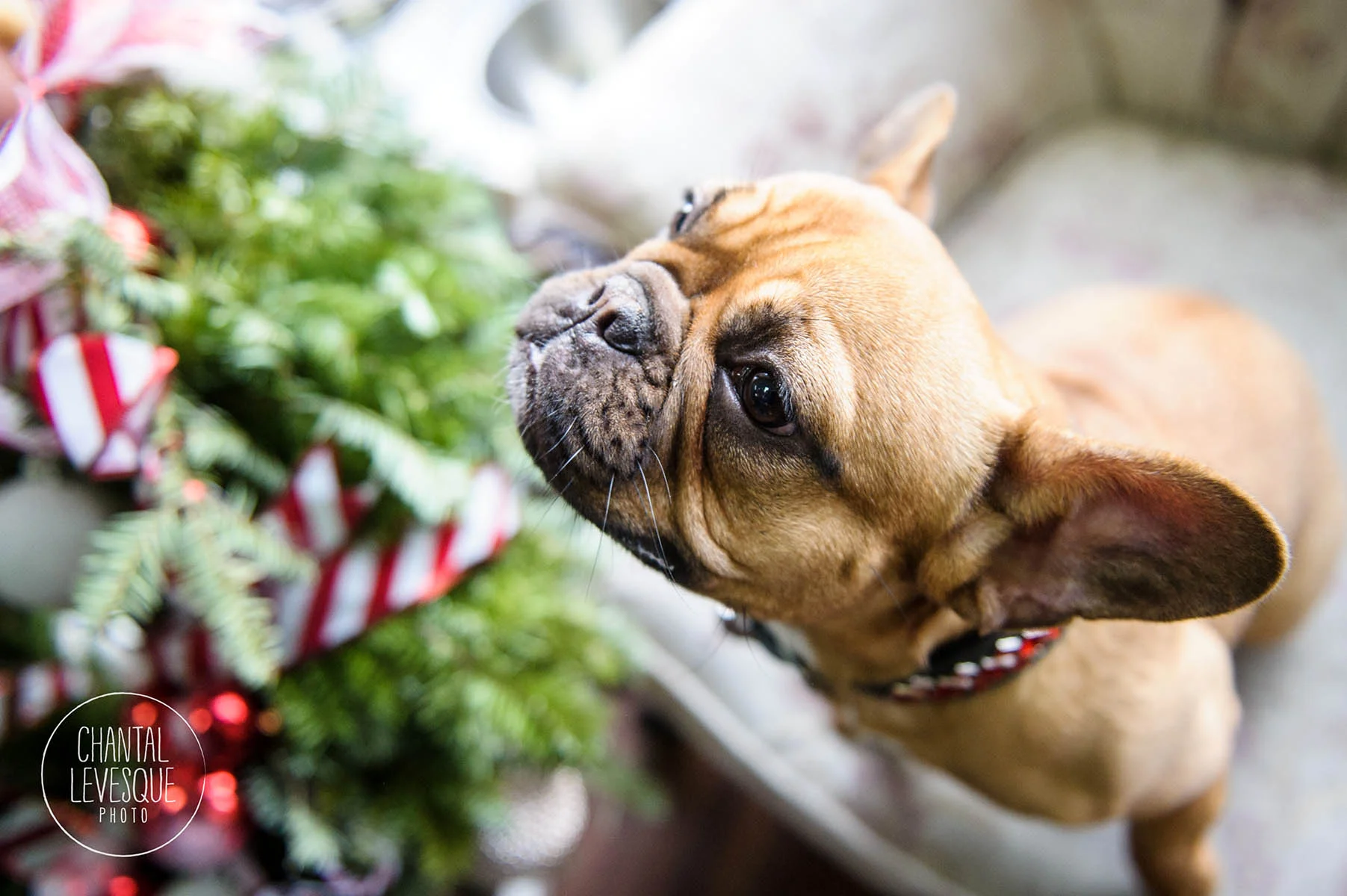 frenchie-christmas