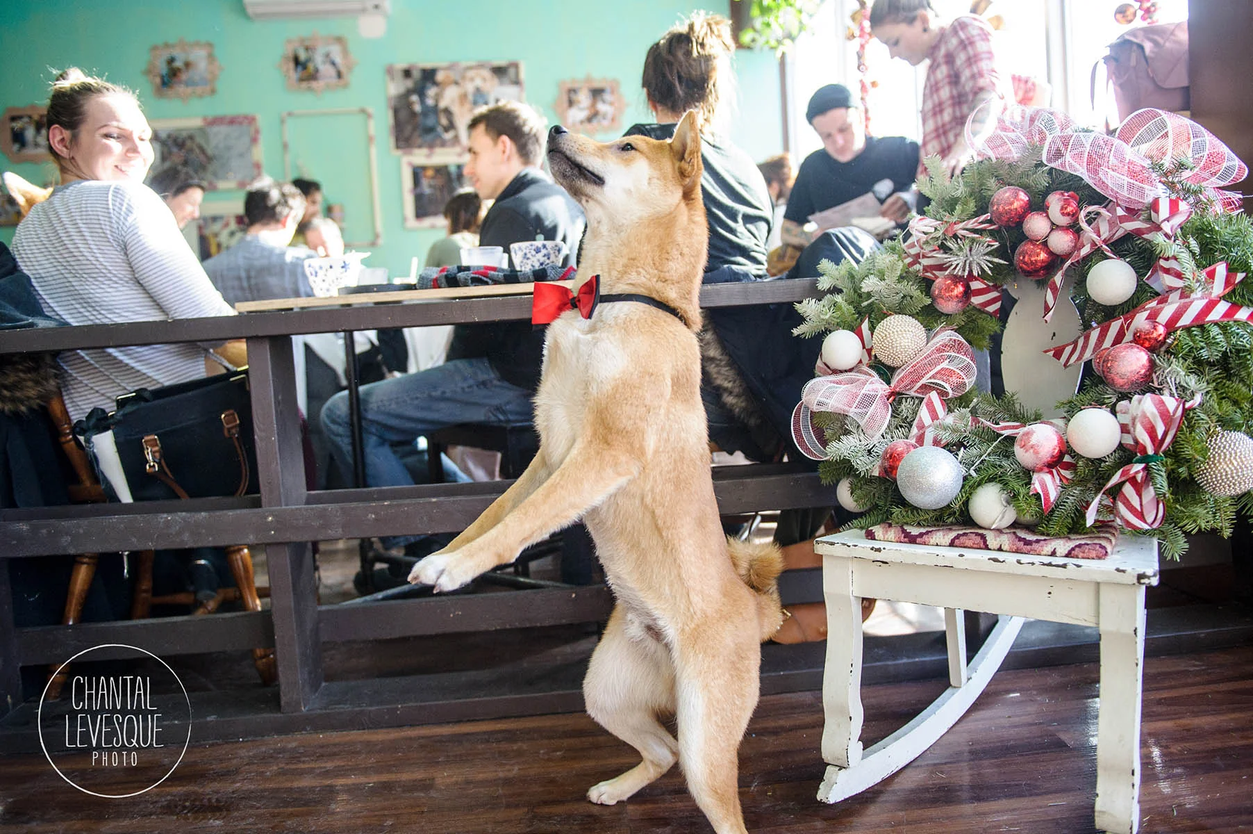 shiba-inu-christmas