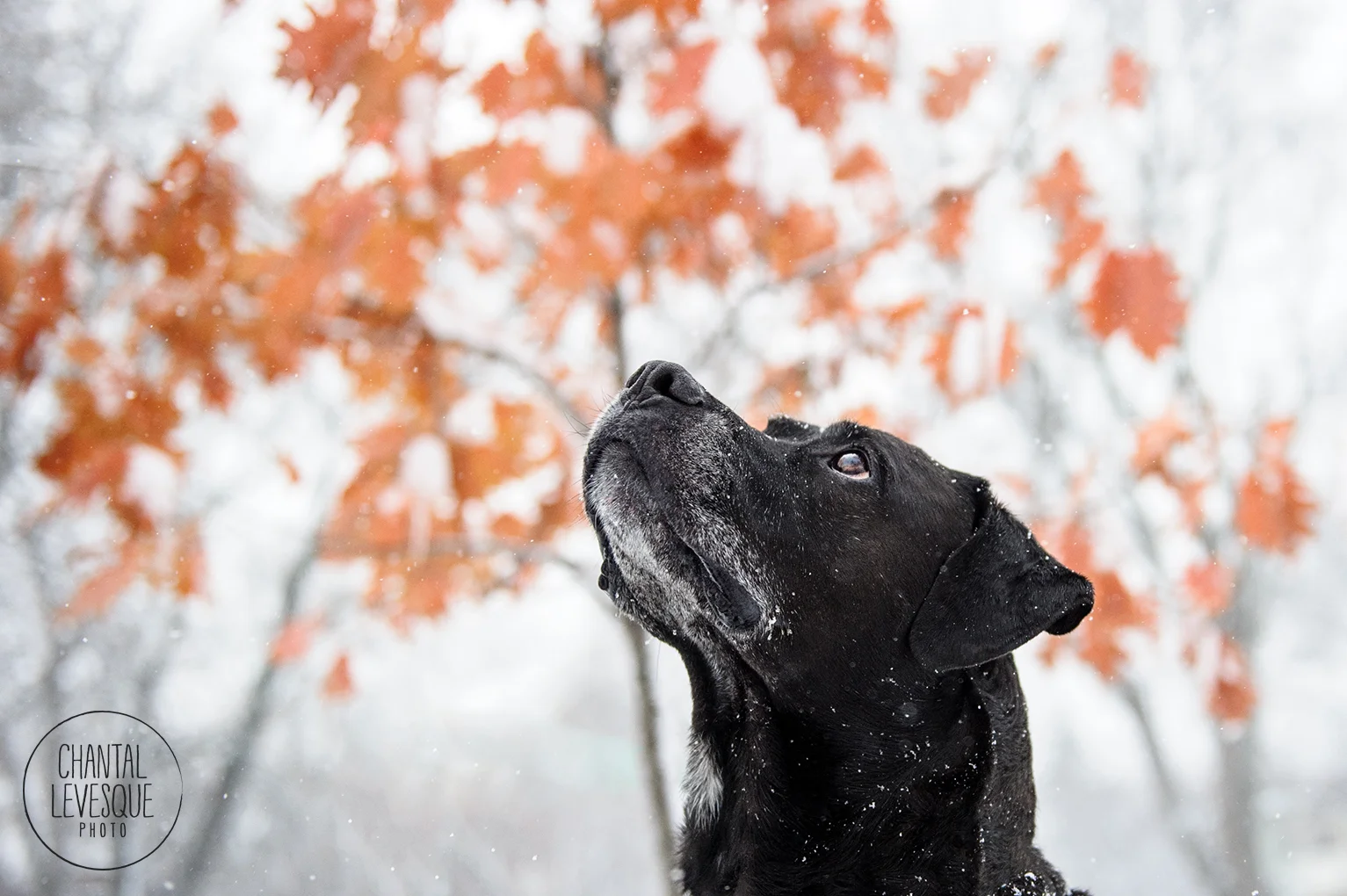 black-dog-fall-snow-7688.jpg