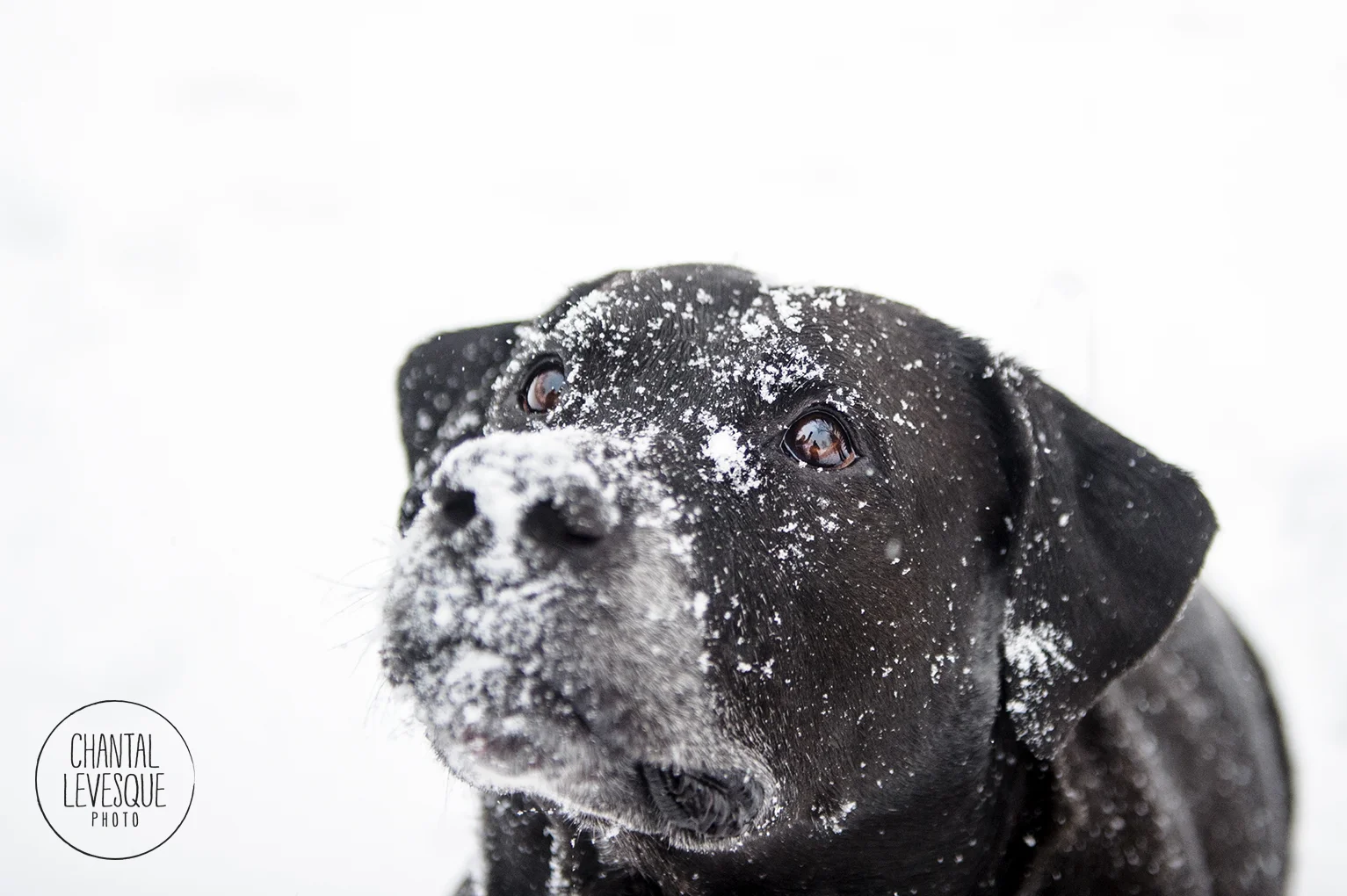 dog-portrait-winter-7769.jpg