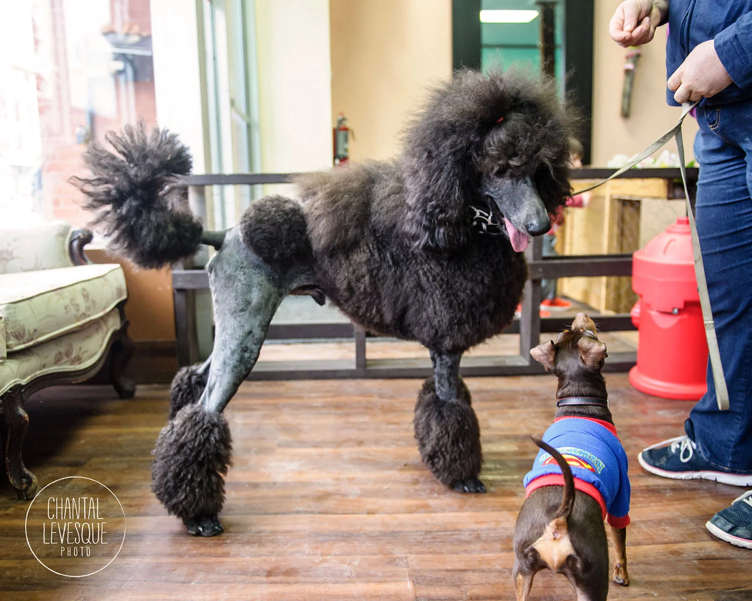 Doggy-cafe-frises-3324.jpg