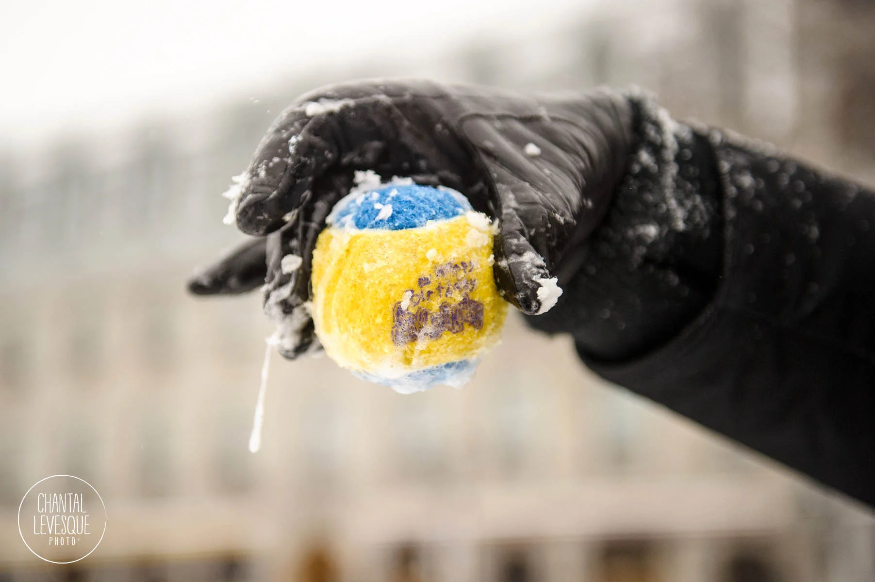 Capitaine ADORE jouer à la balle. Il est infatigable!! La balle devient trempée de bave! (même en hiver la bave gelée recouvre la balle… très chic! )