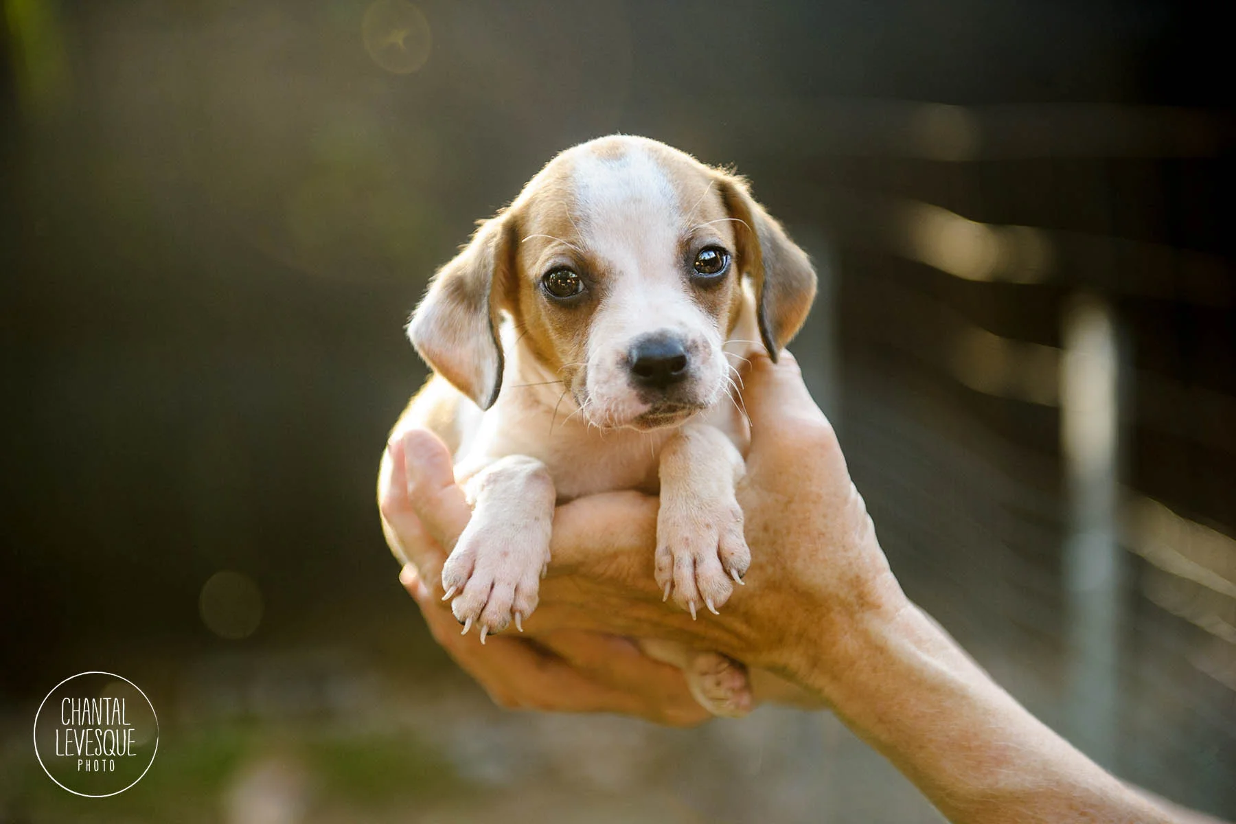 barkarica-puppy-5178.jpg