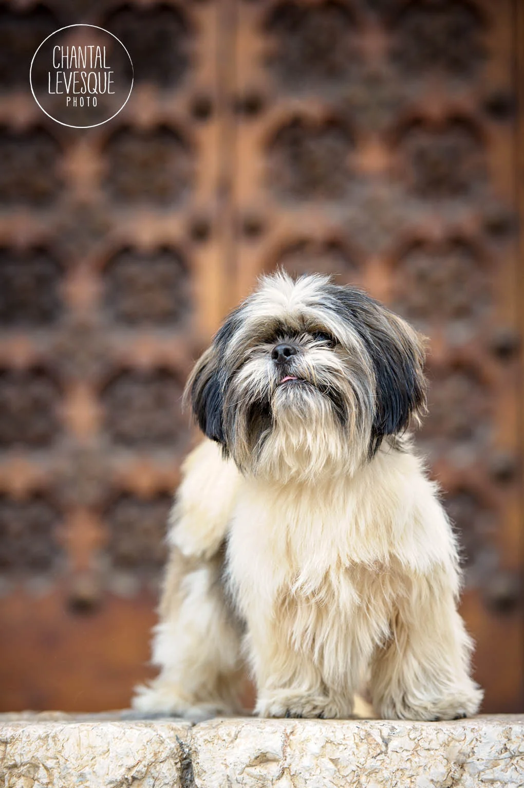 Teddy-barelona-9783-web.jpg