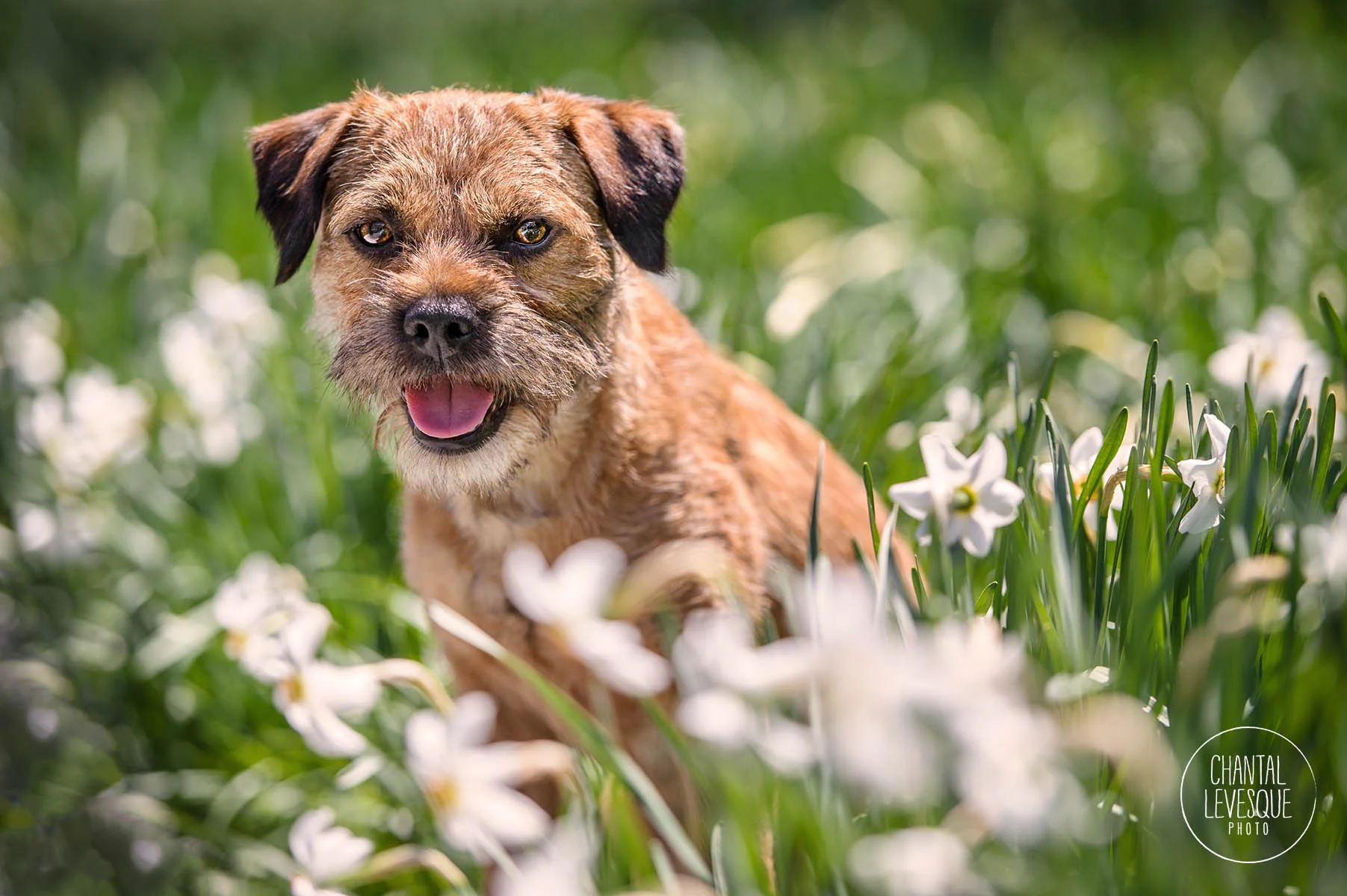 Terrier-flowers-photography.jpg