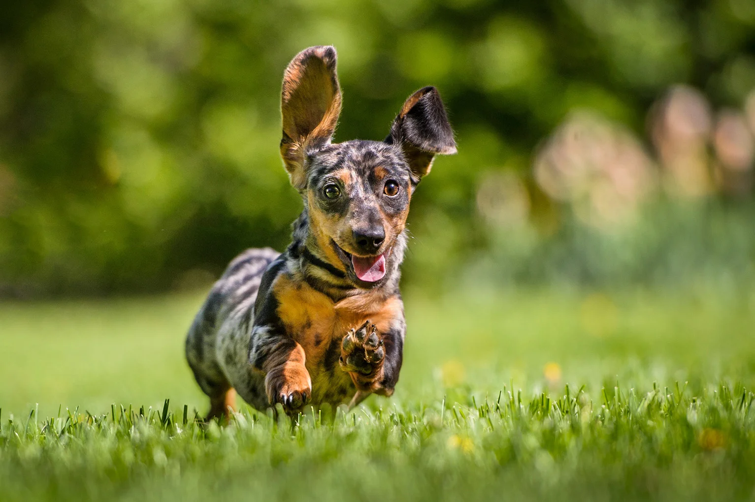 doxie-runnning-5456.jpg