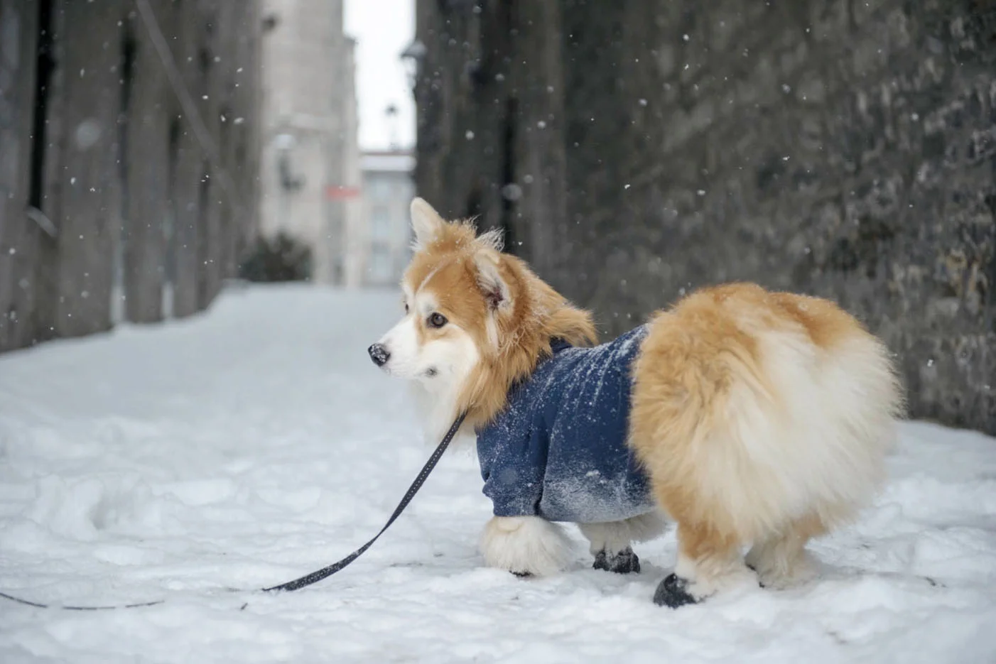 Des fesses de Corgi!!