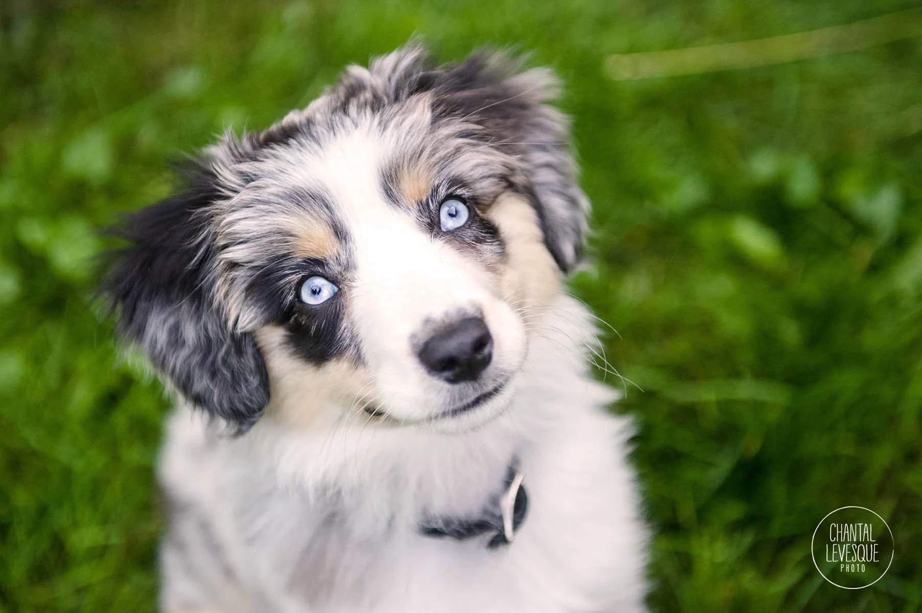 australian-puppy-photography.jpg