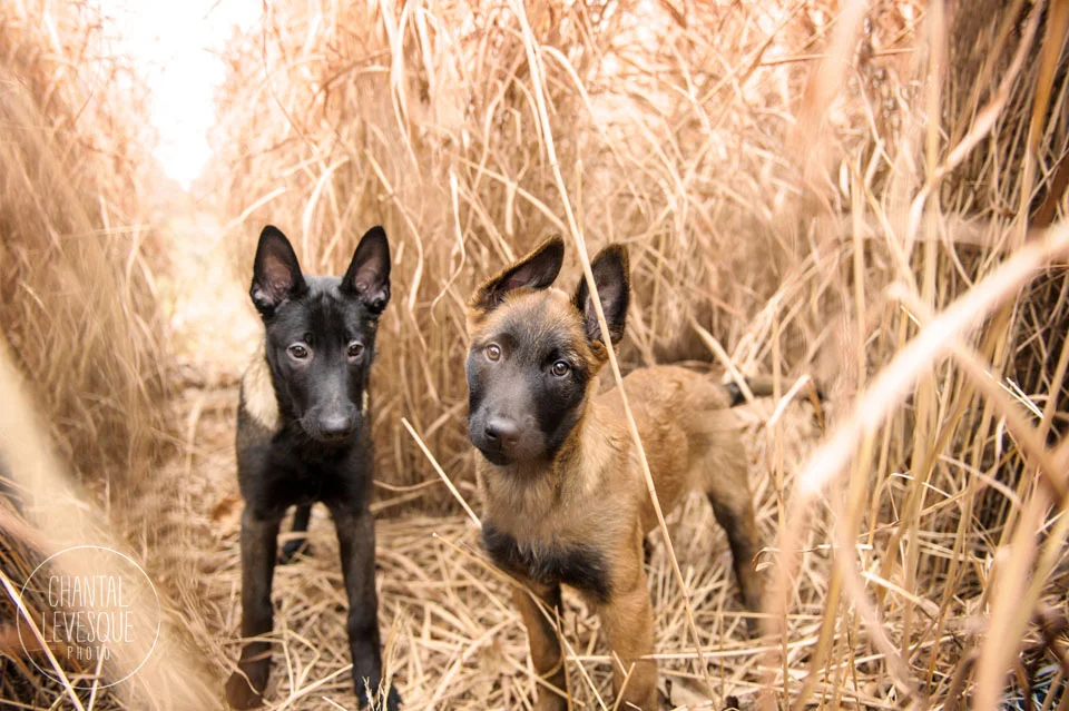 malinois-chiots-montreal.jpg