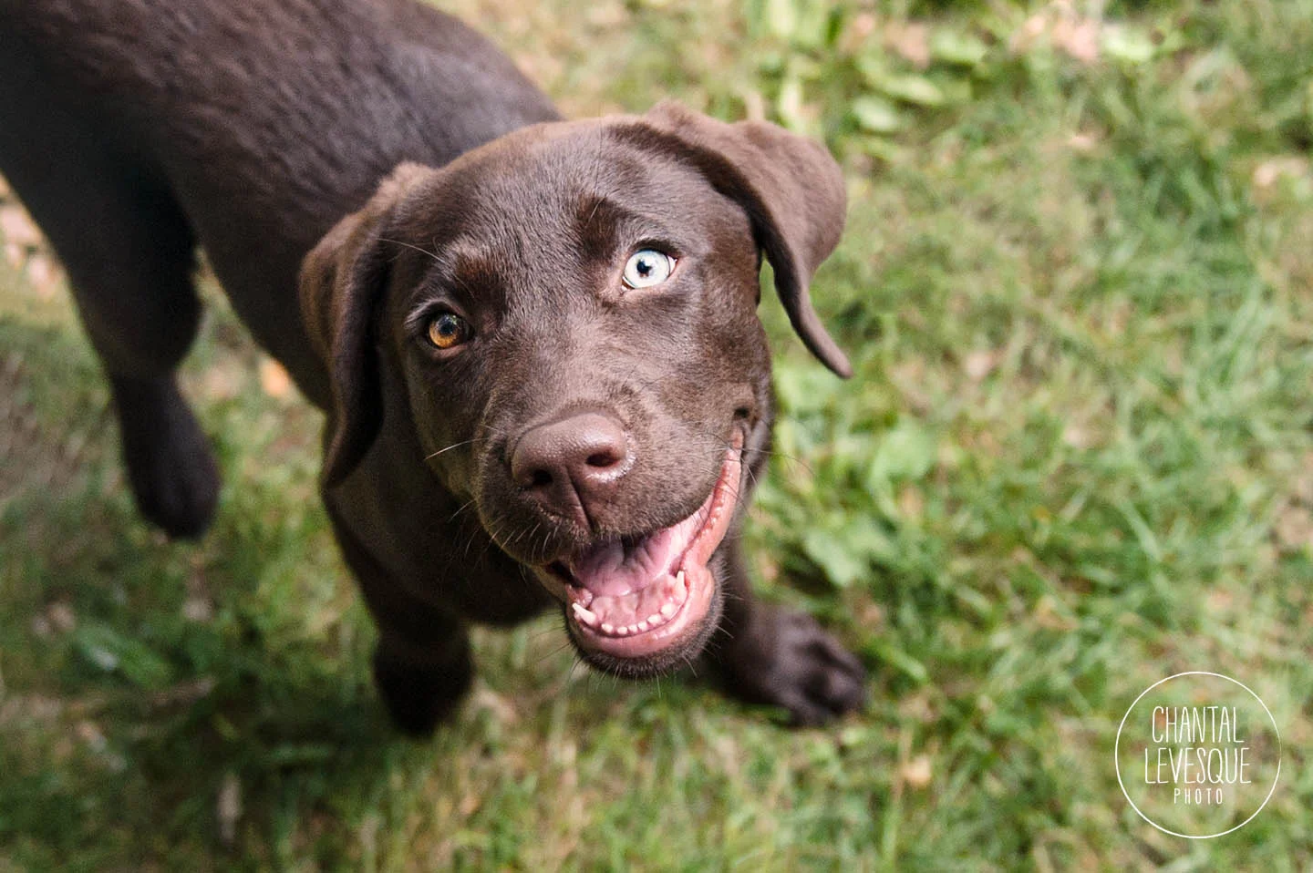 photographe-professionnelle-labrador-montreal.jpg