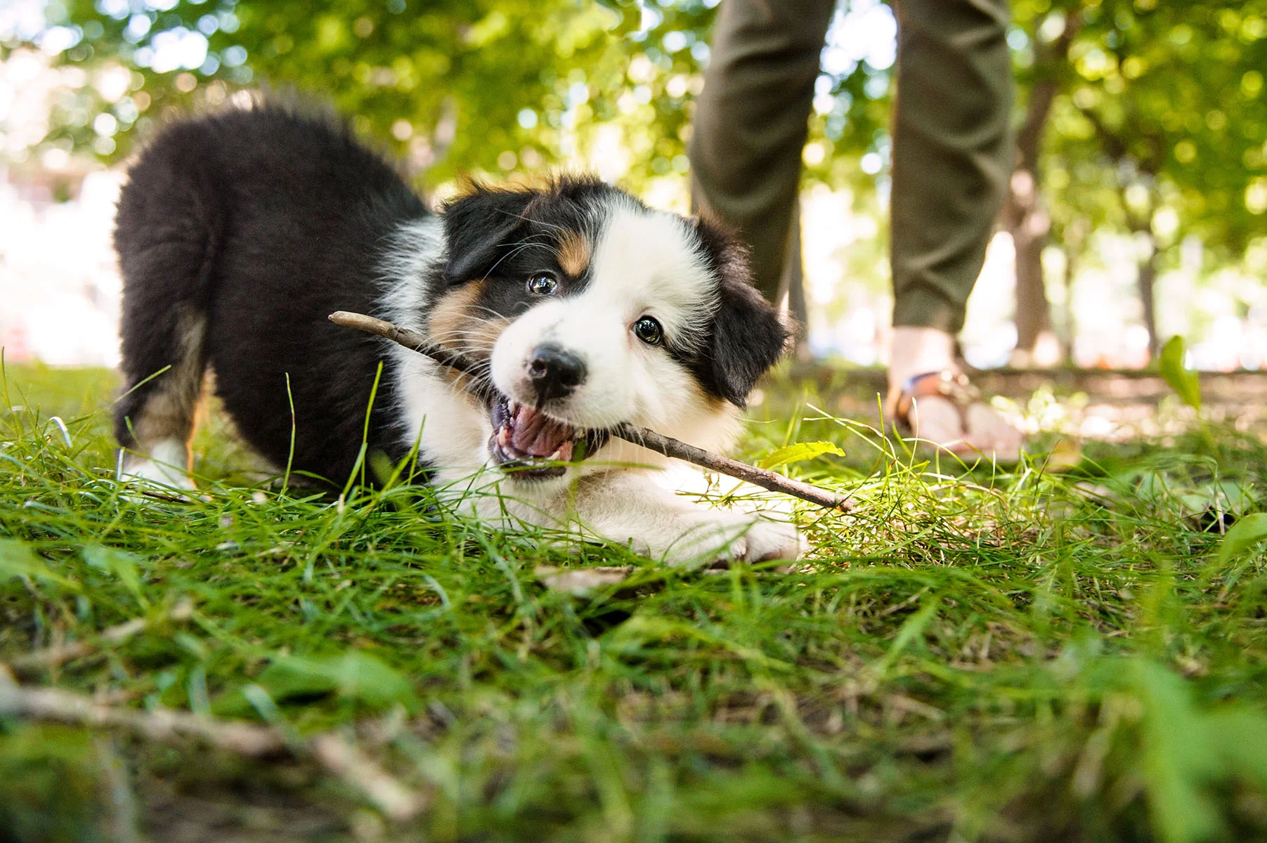 puppy-8348-lo.jpg