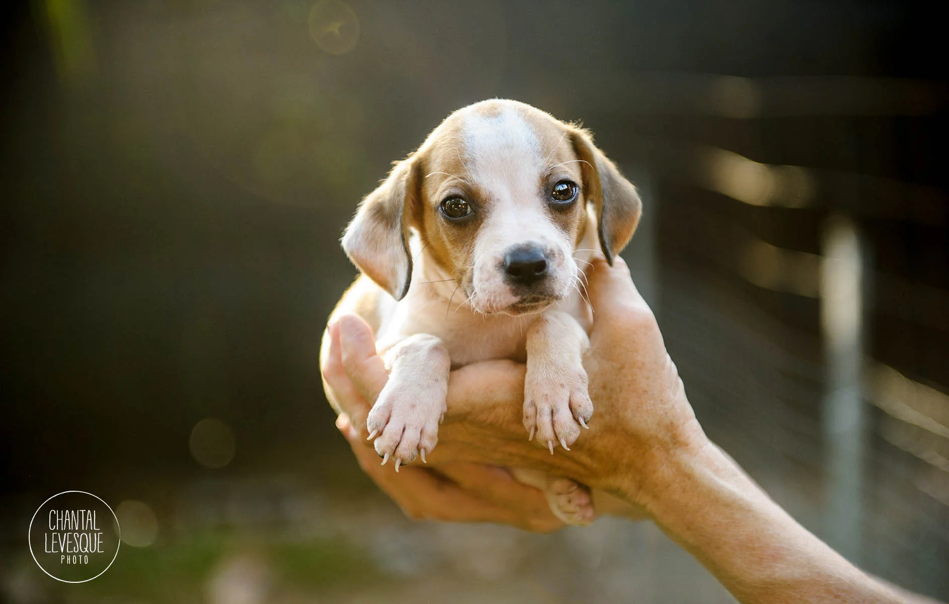 puppy-Levesque-5178-web.jpg