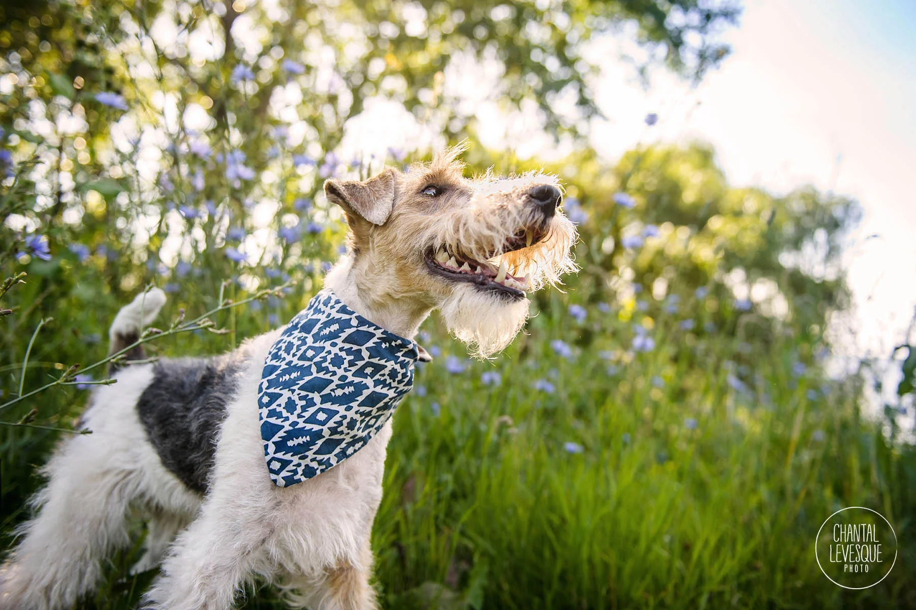 Fox-terrier-photography-montreal.jpg