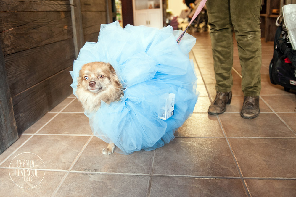 chihuahuas-halloween.jpg