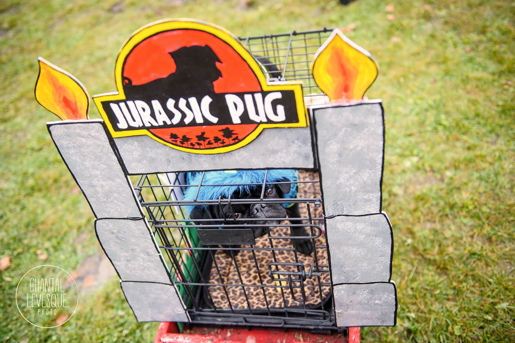 pug-halloween-7901.jpg