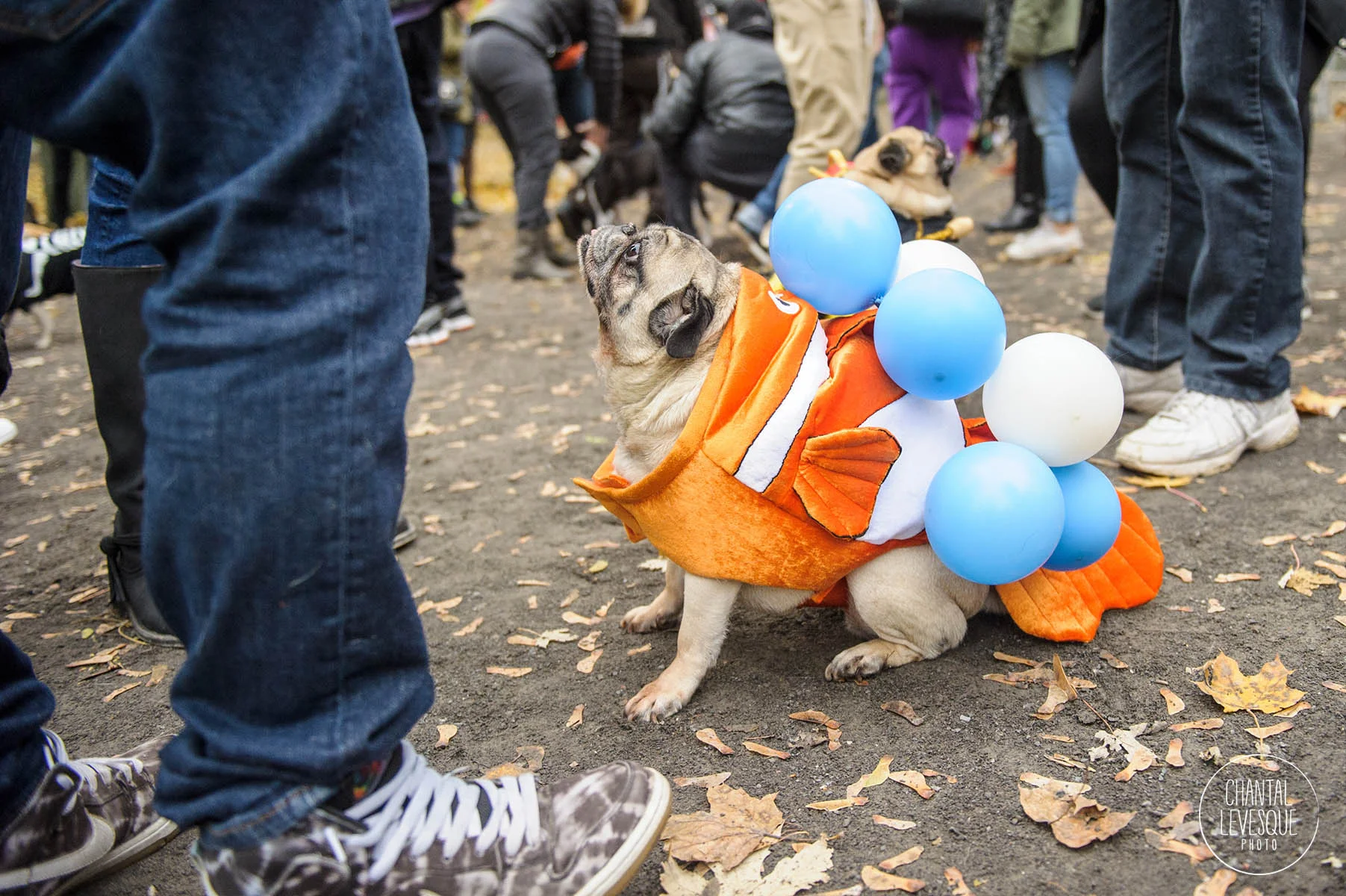 Pug-Halloween-montreal.jpg