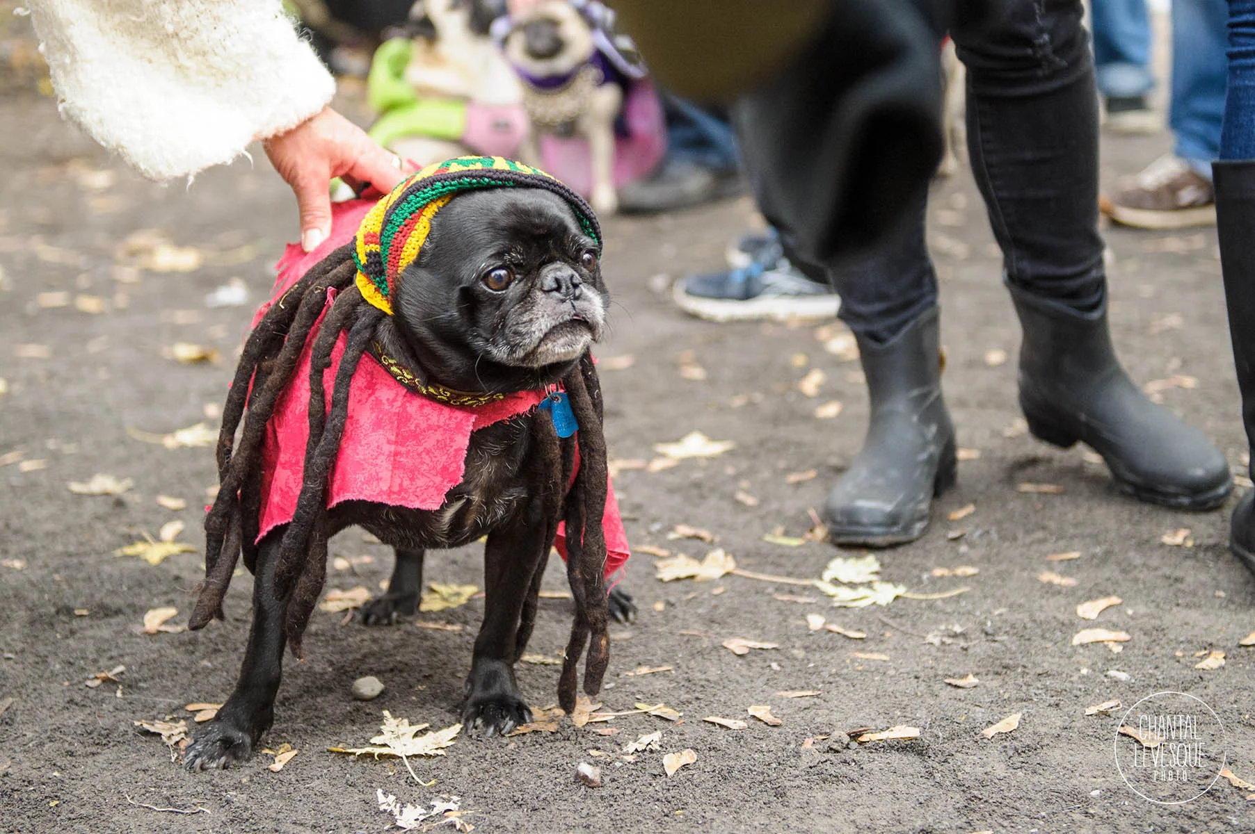 PugHalloween-9295.jpg