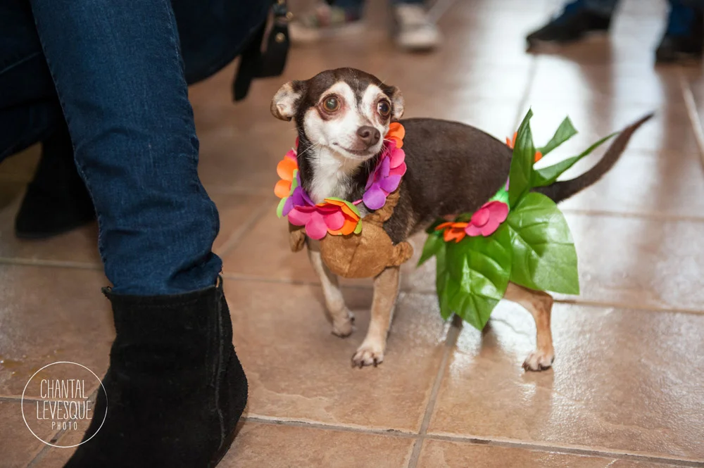 chihuahuas-halloween-montreal.jpg
