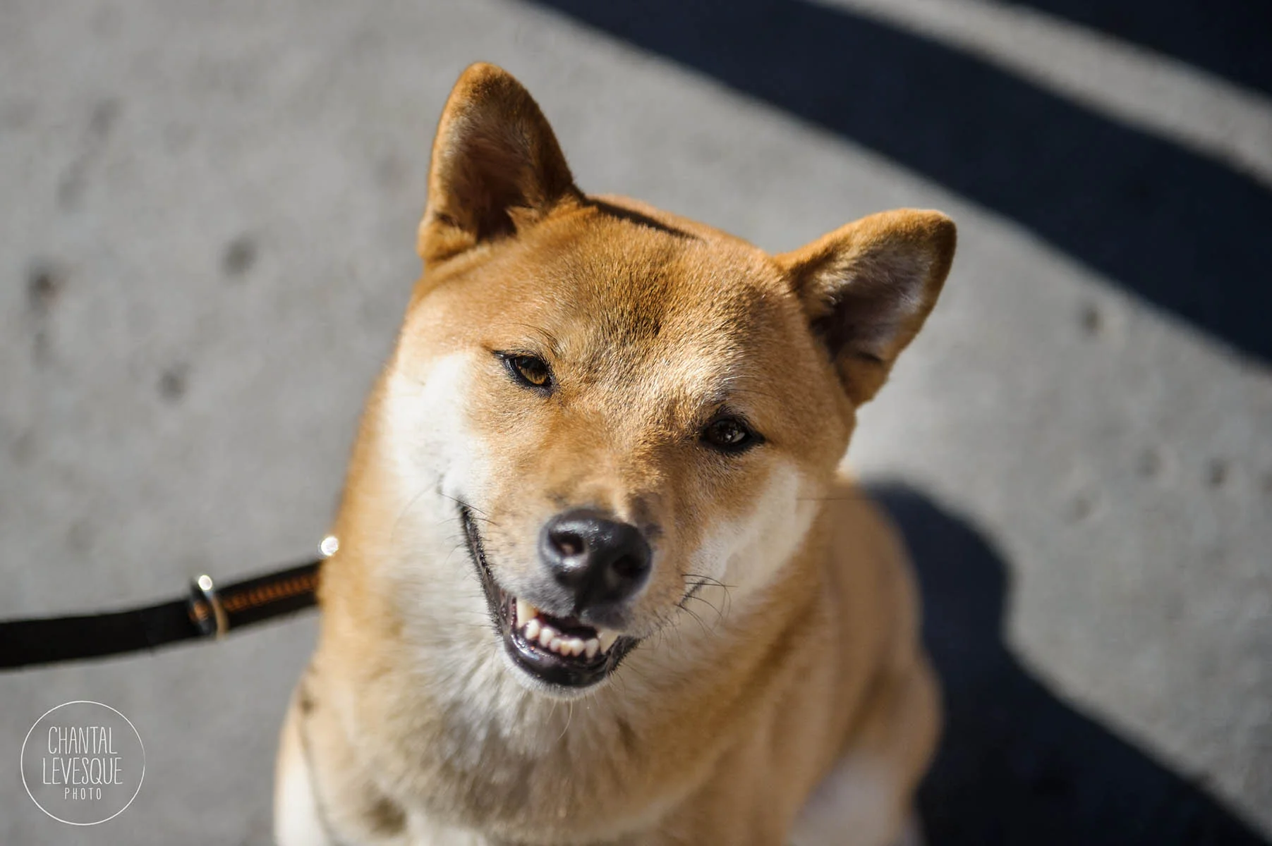 Yume, gagnant du casting ouvert à tous, ne pouvait pas participer au casting mais m'a quand même fait un beau sourire le temps d'un portrait!