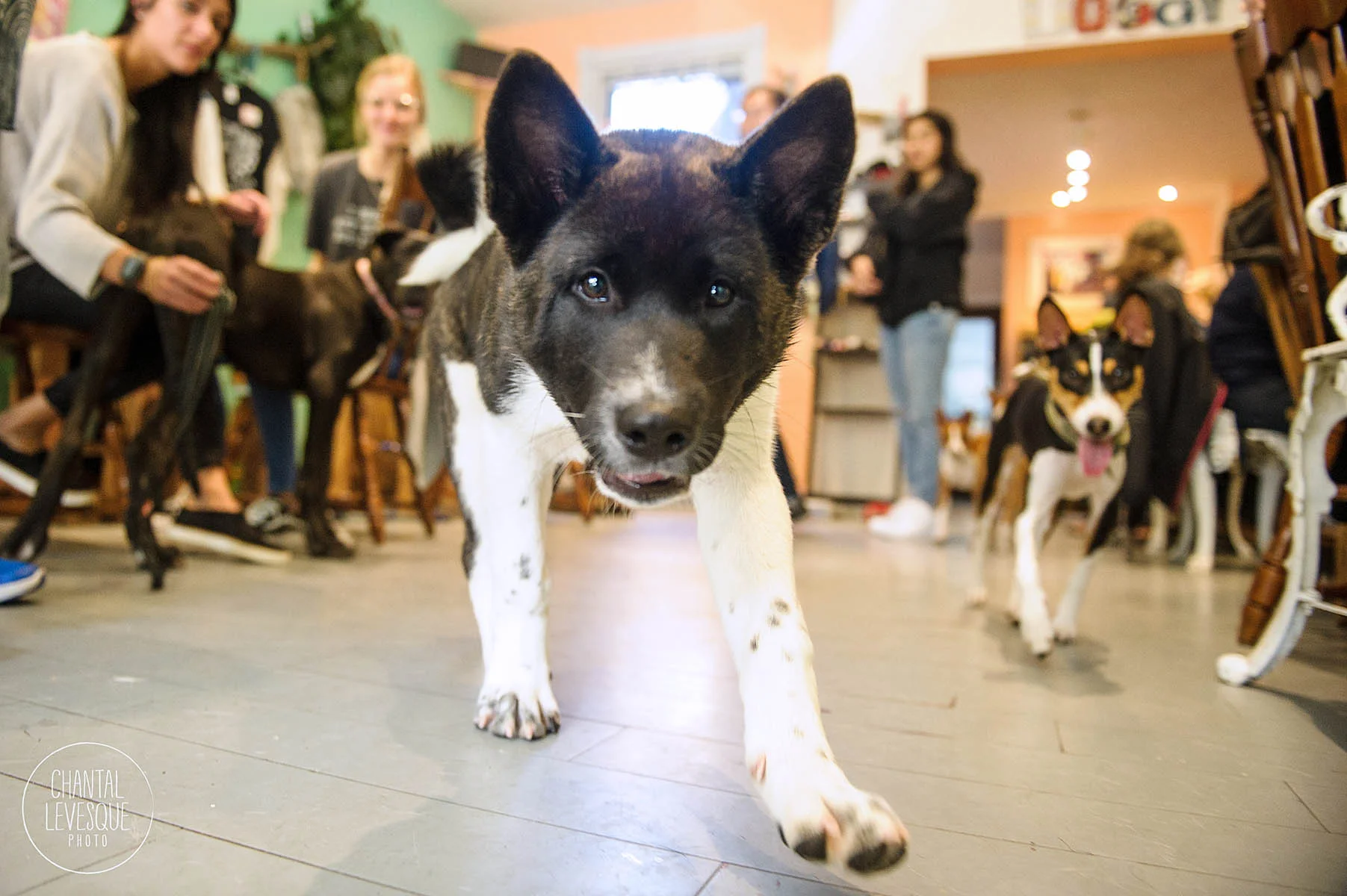 Doggy-casting-basenji-9791.jpg