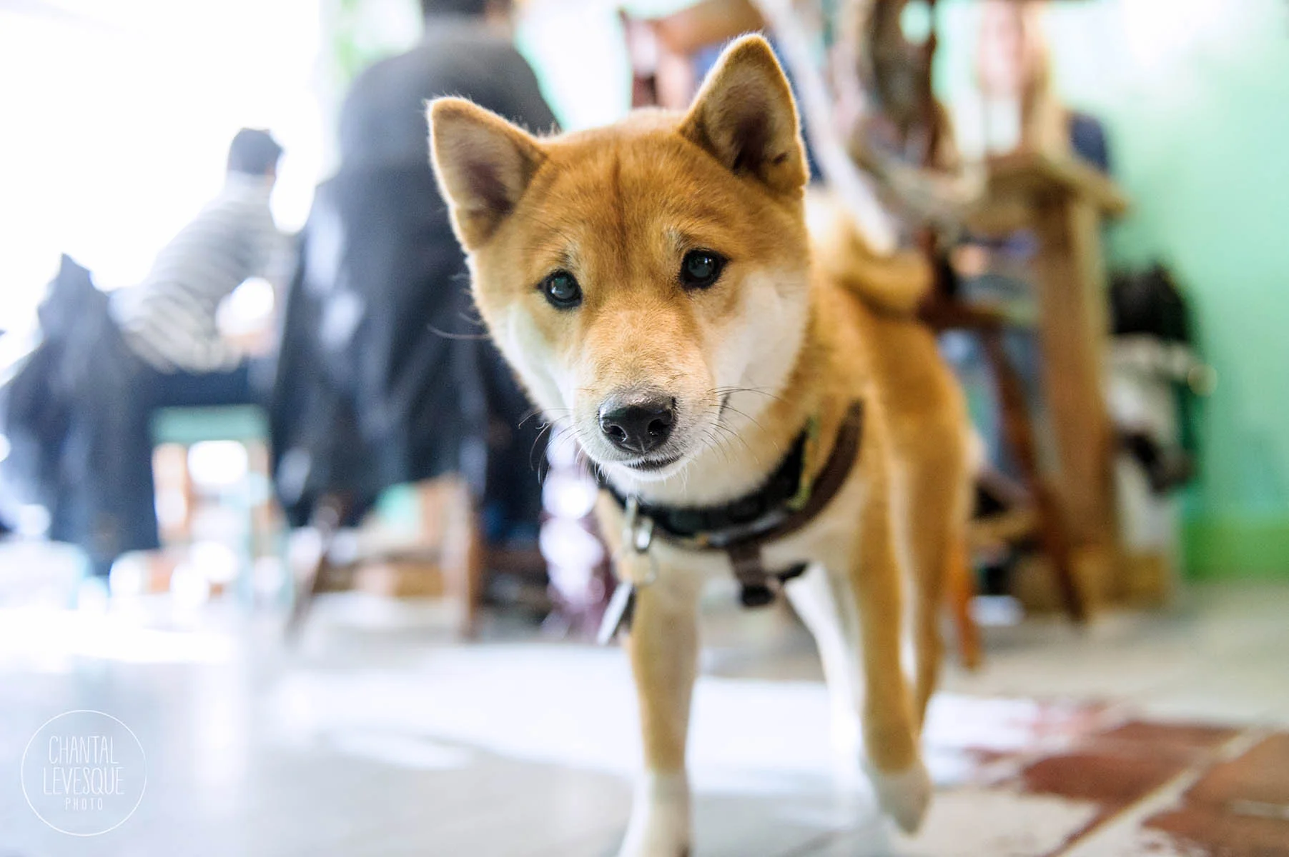 Doggy-casting-basenji-9821.jpg