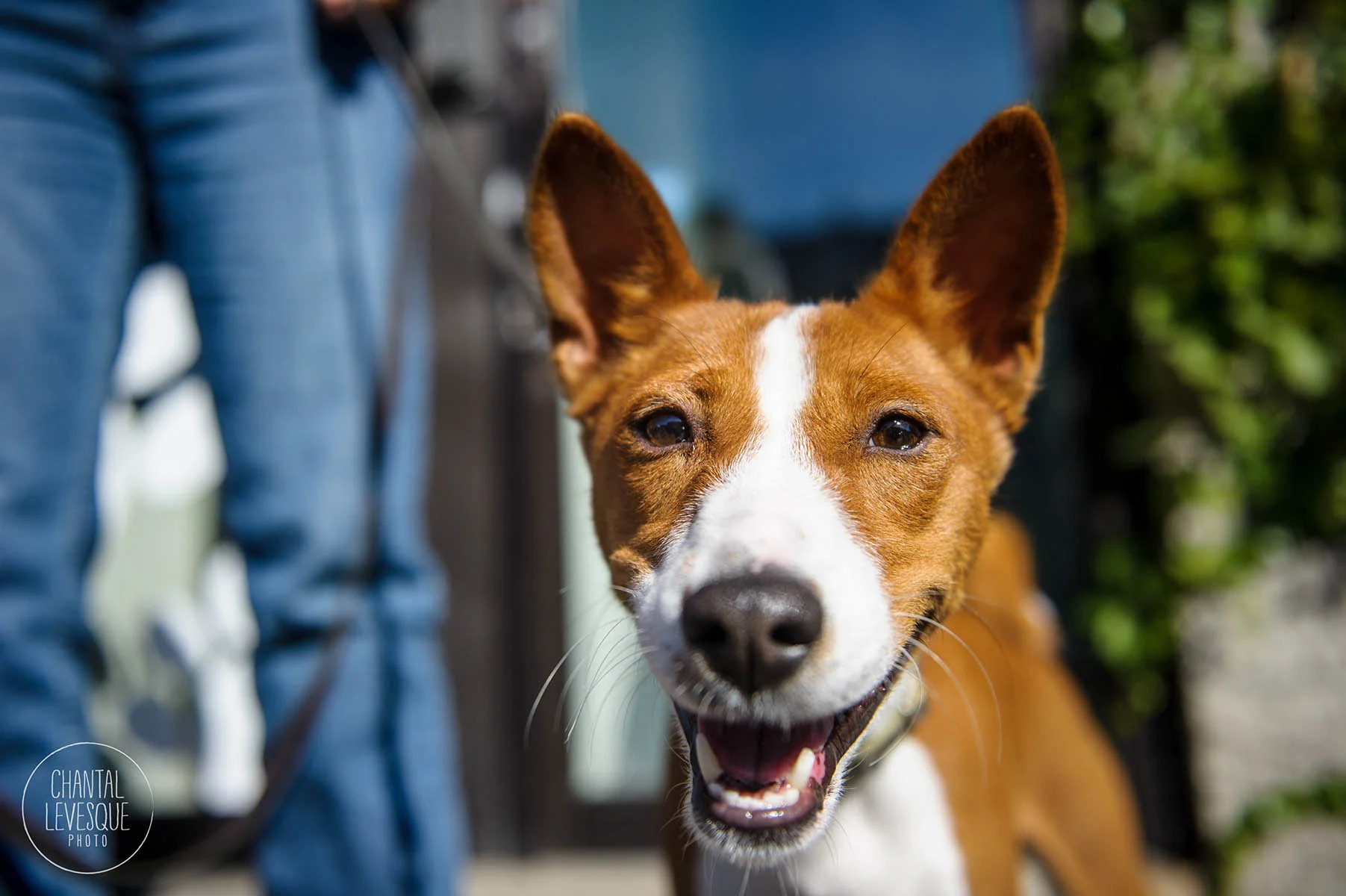 Doggy-casting-basenji-9198.jpg