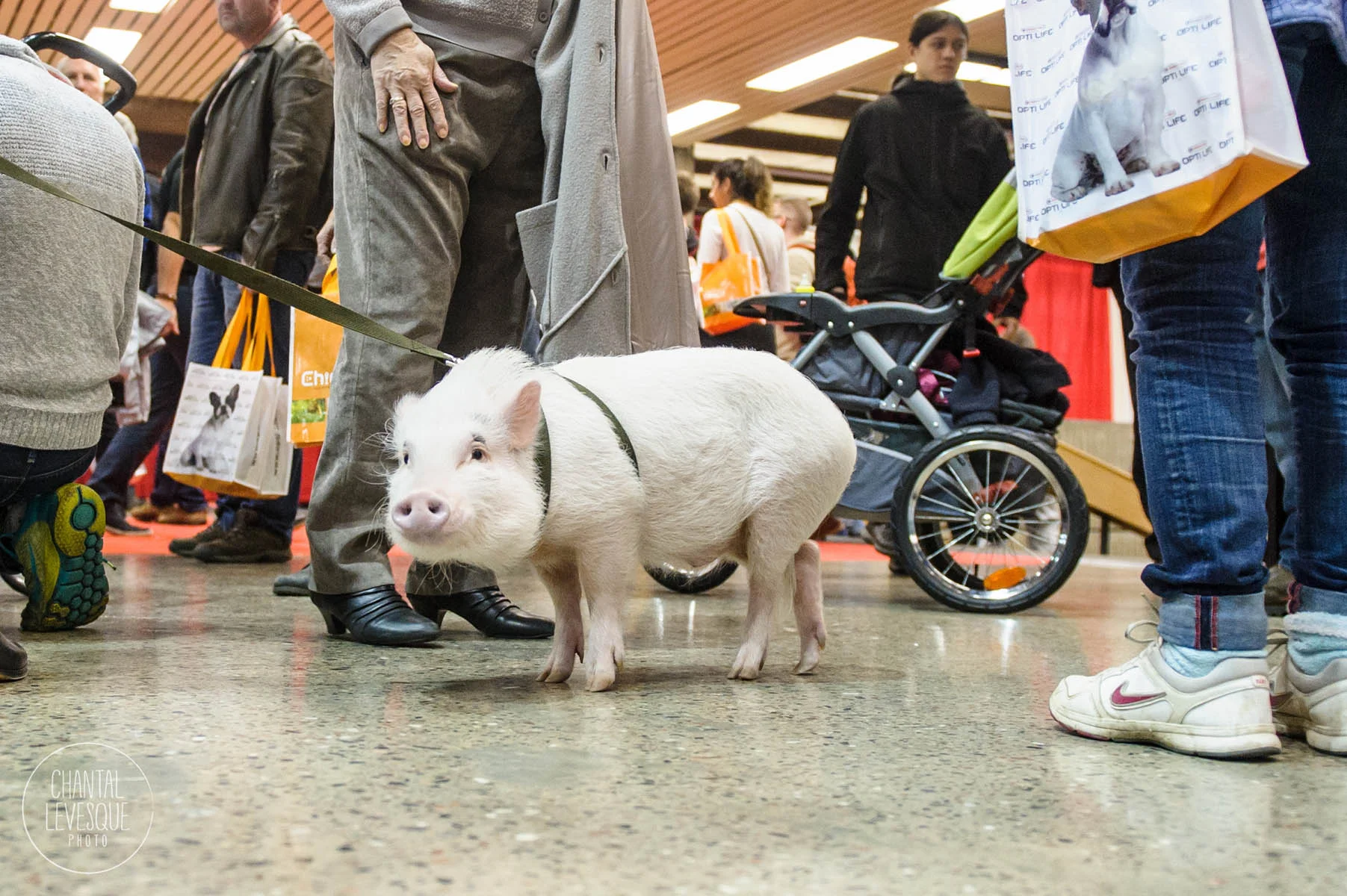 SNAC-cochon-photographie.jpg
