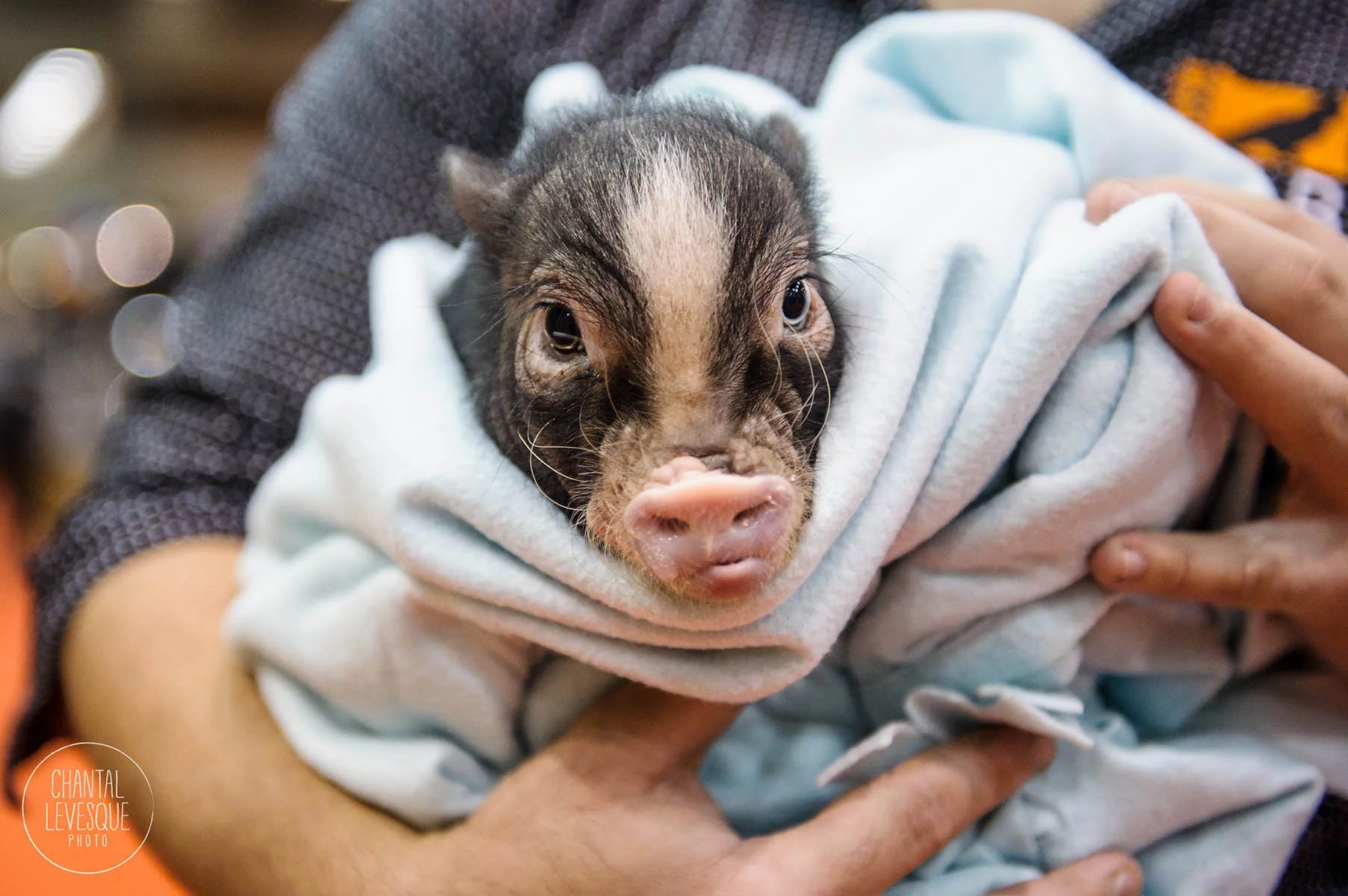 SNAC-cochon-photo.jpg