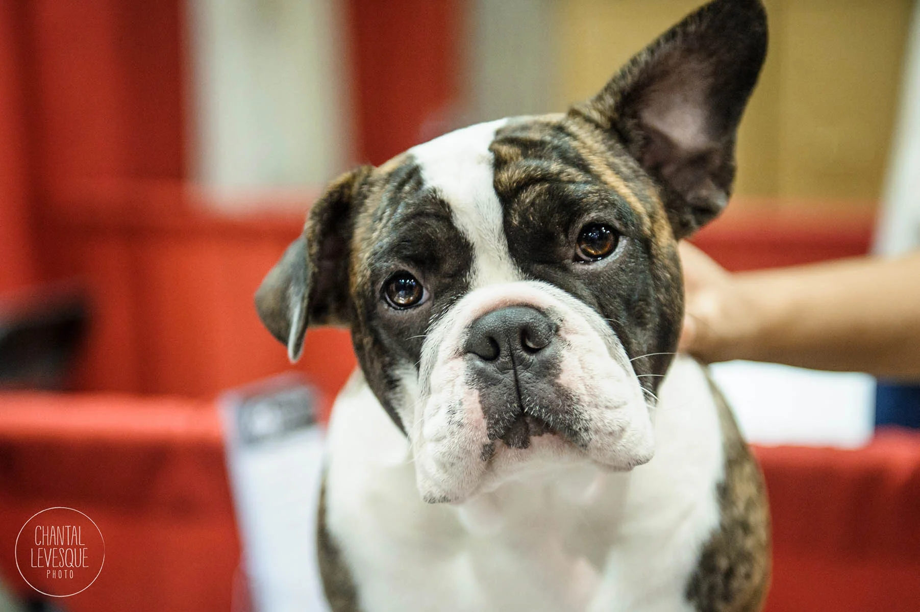 shorty-bull-photographie-montreal.jpg