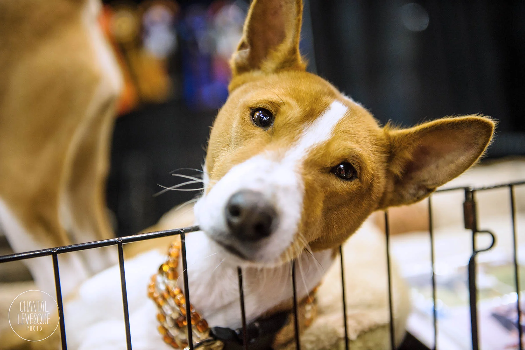 SNAC-basenji-6186.jpg
