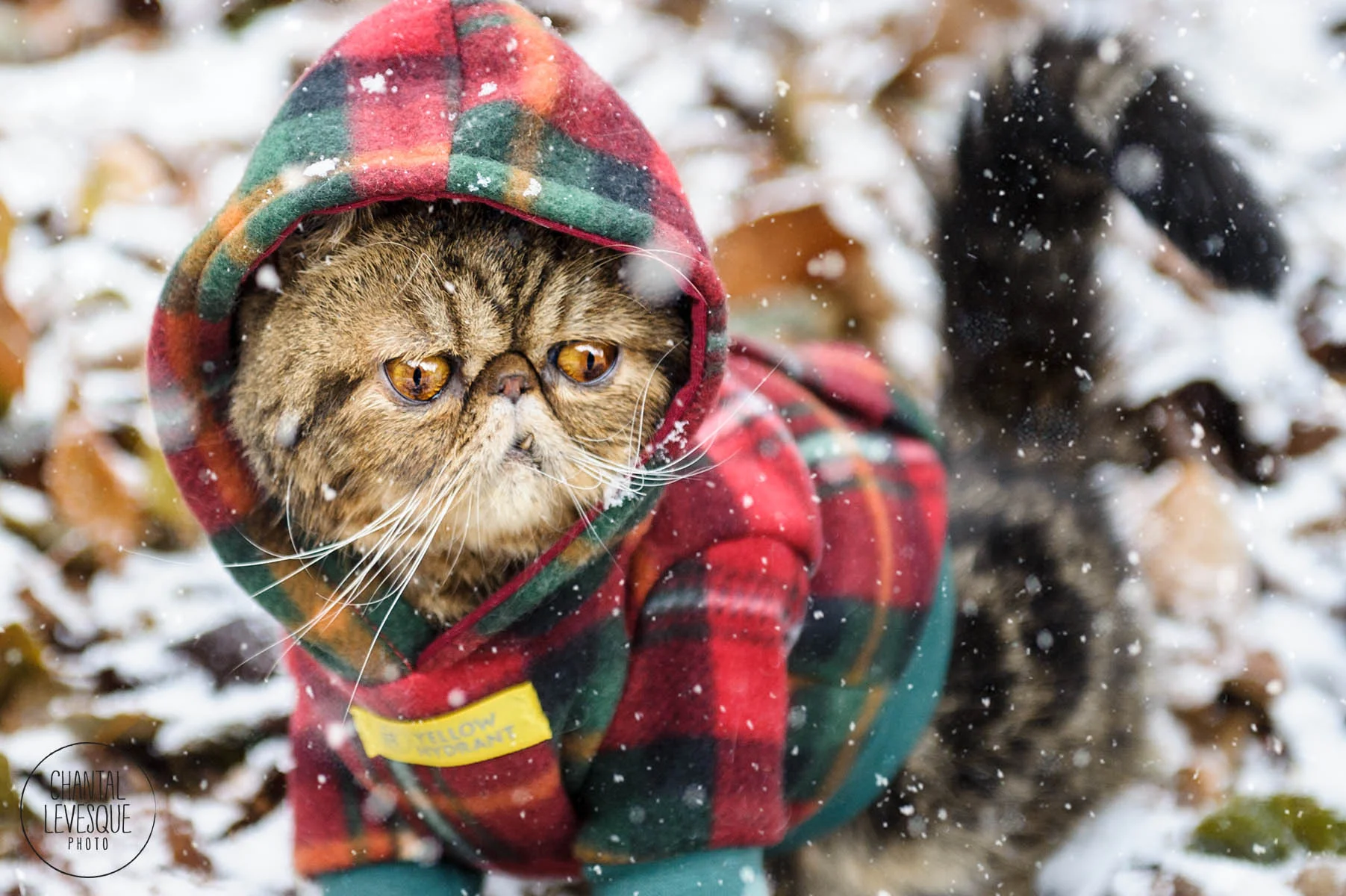 Montreal-cat-photographer.jpg