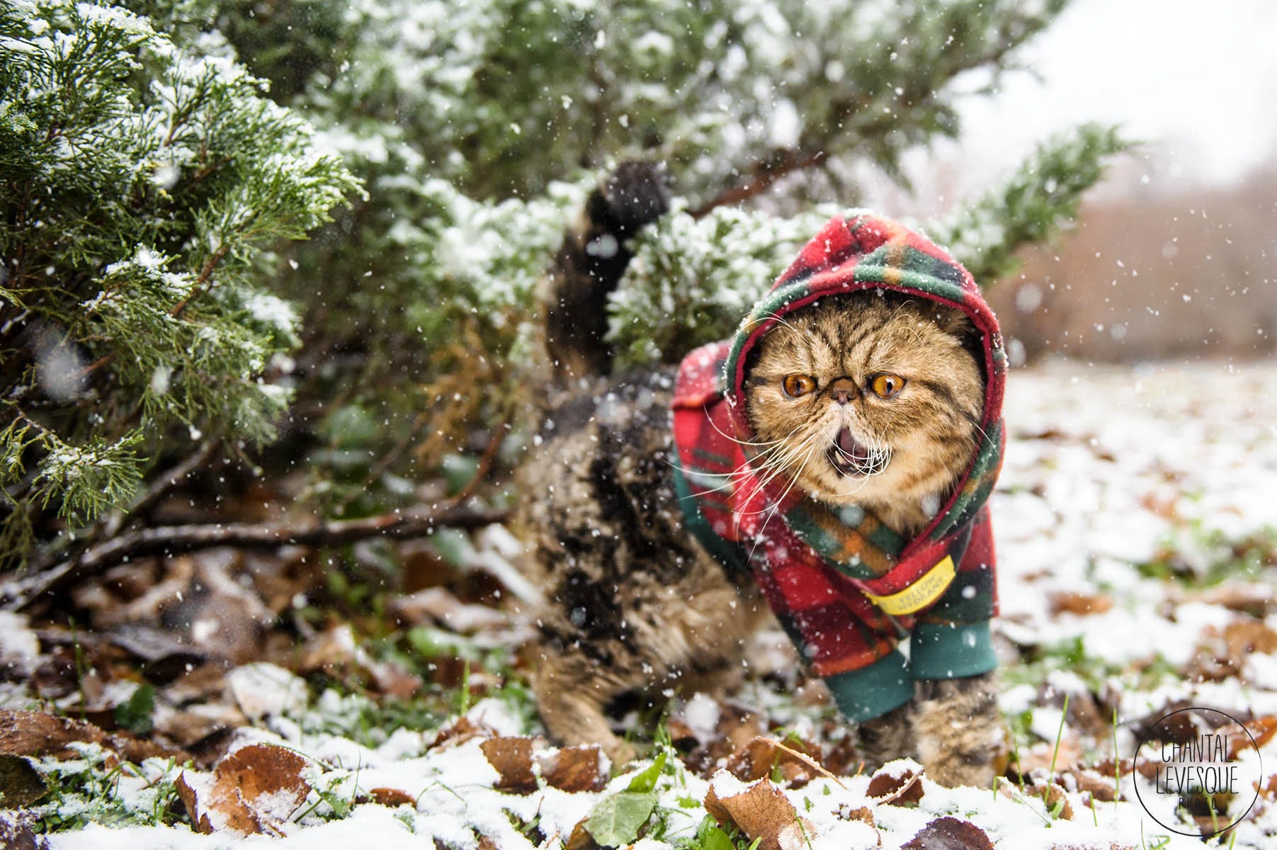 photographe-chats-montreal.jpg