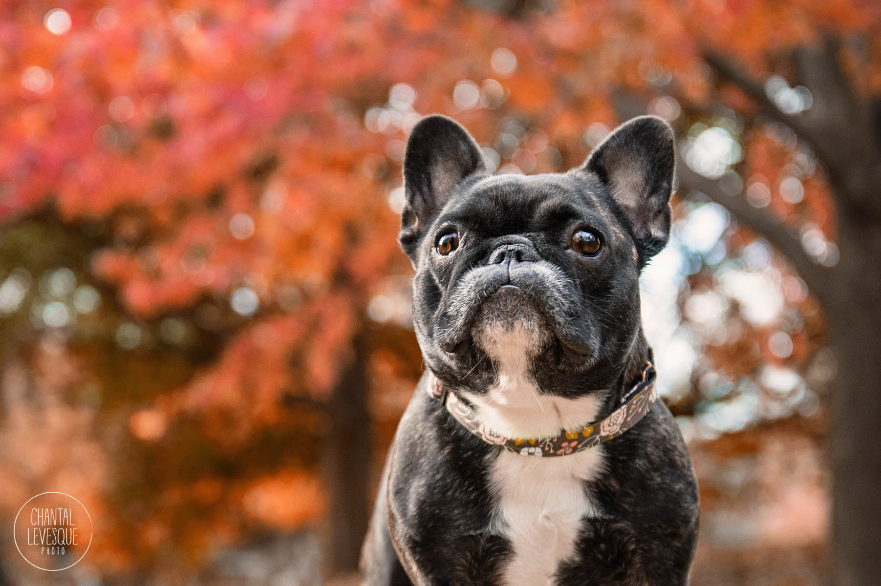 french-bulldog-montreal-photography