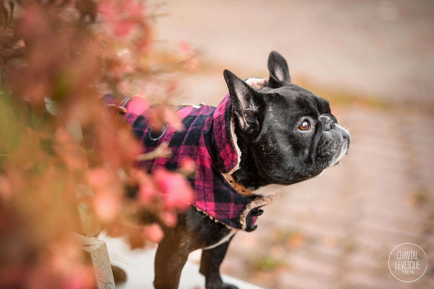 professional-dog-photography.jpg