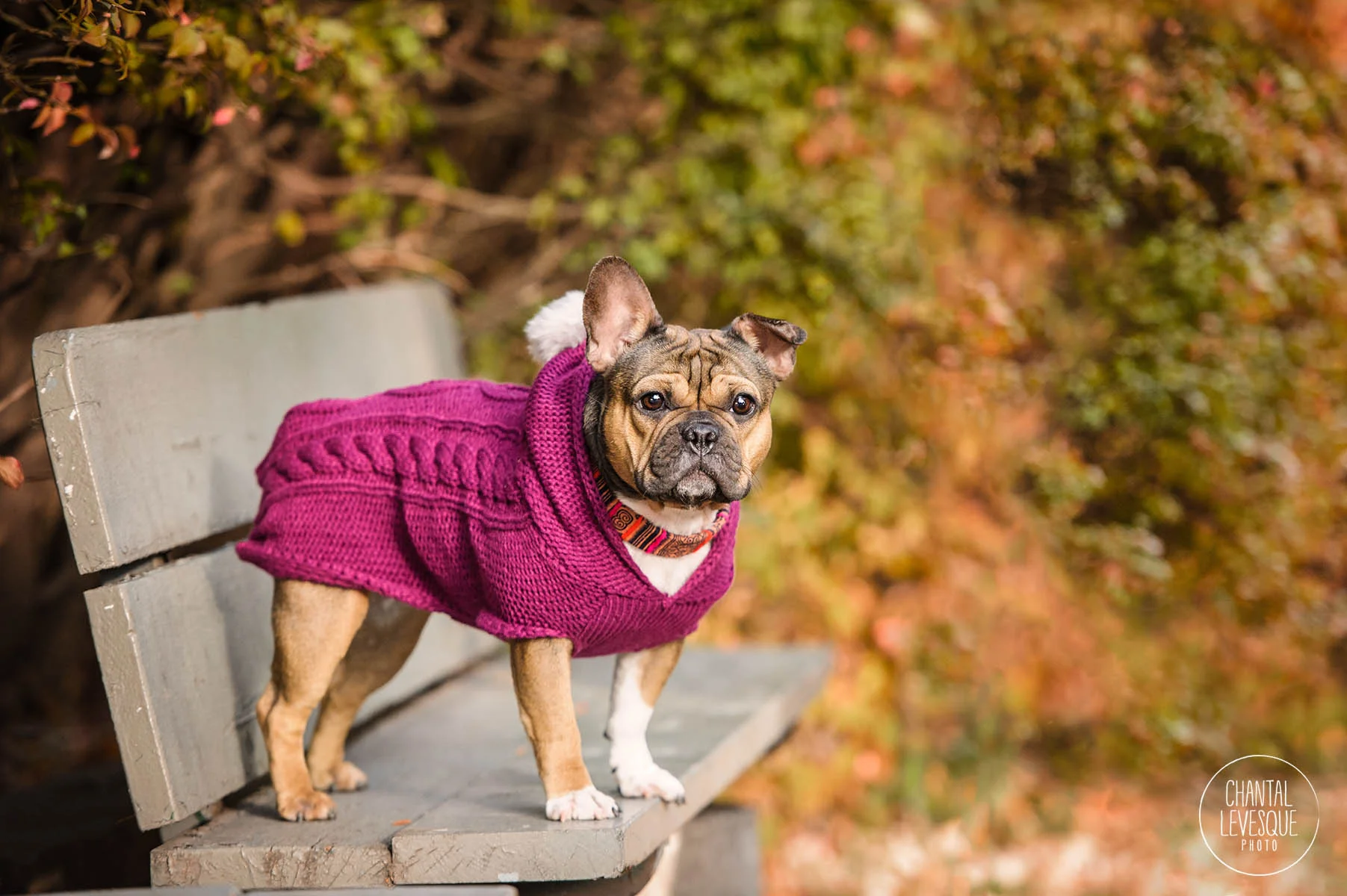 photographe-chien-westmount.jpg