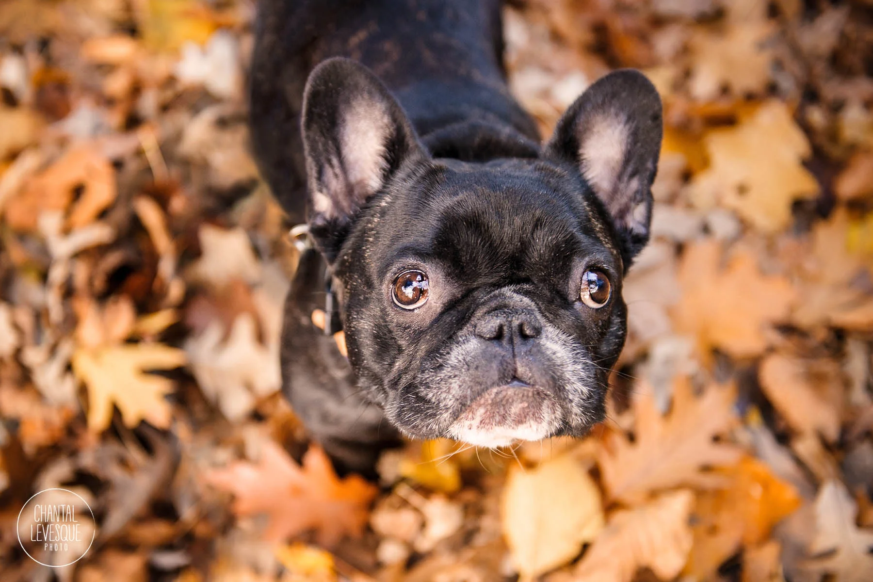 black-frenchie-fall-leaves.jpg