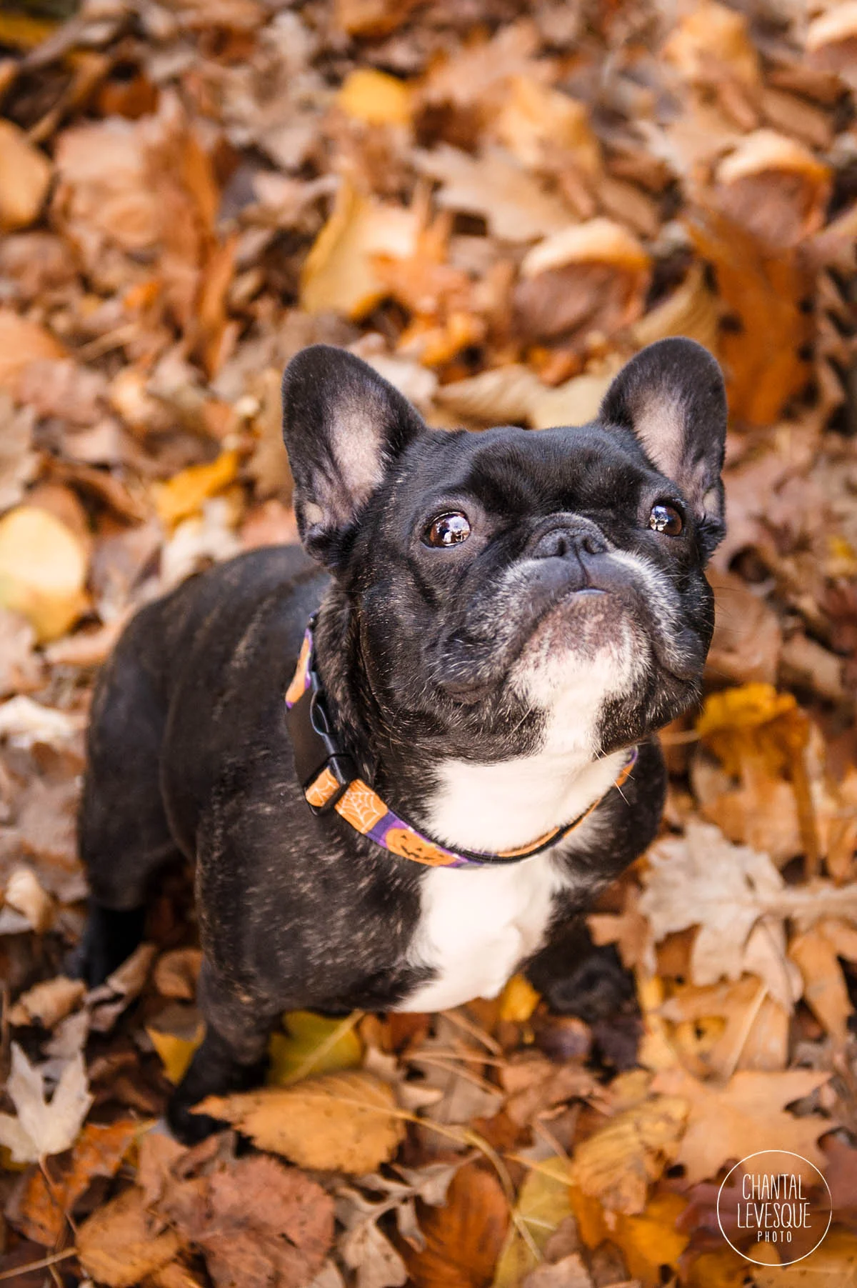 Zoe-Luna-fall-photo-shoot.jpg