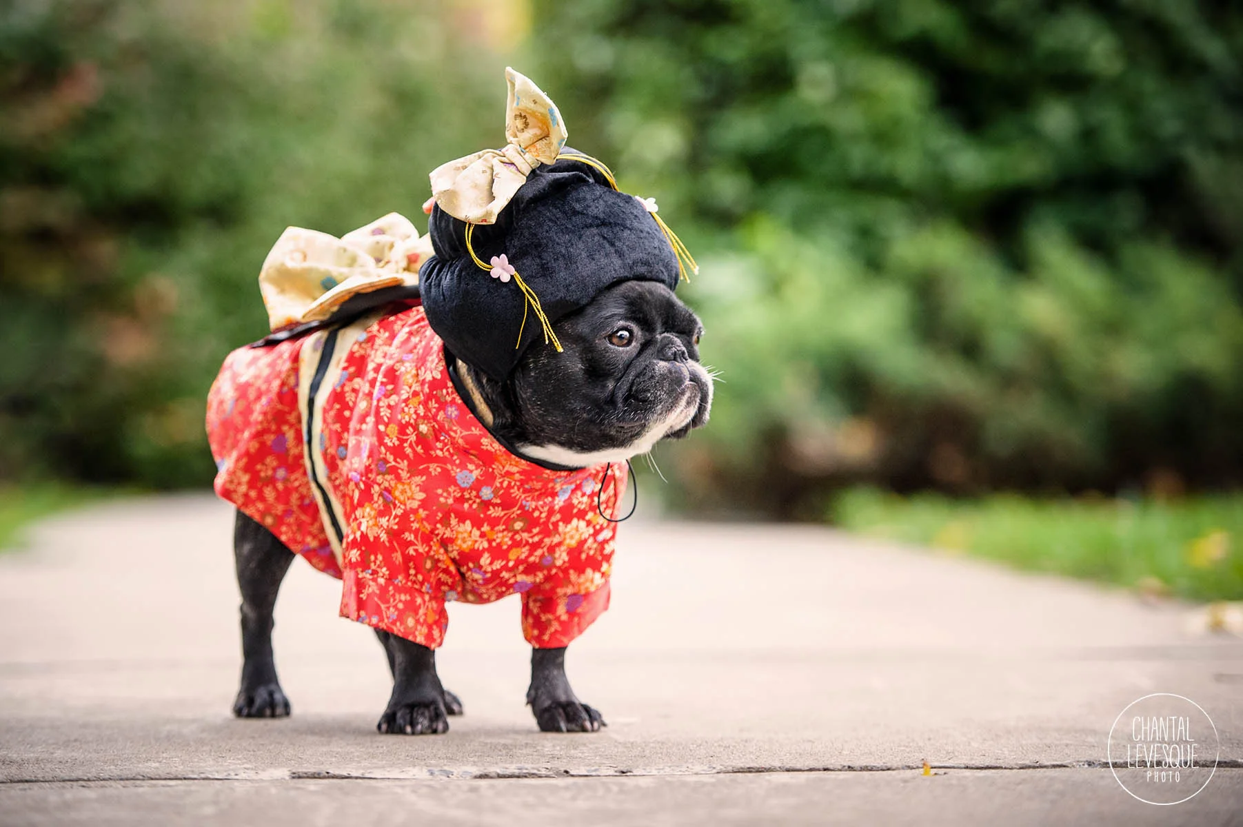 frenchie-halloween-costume-geisha.jpg