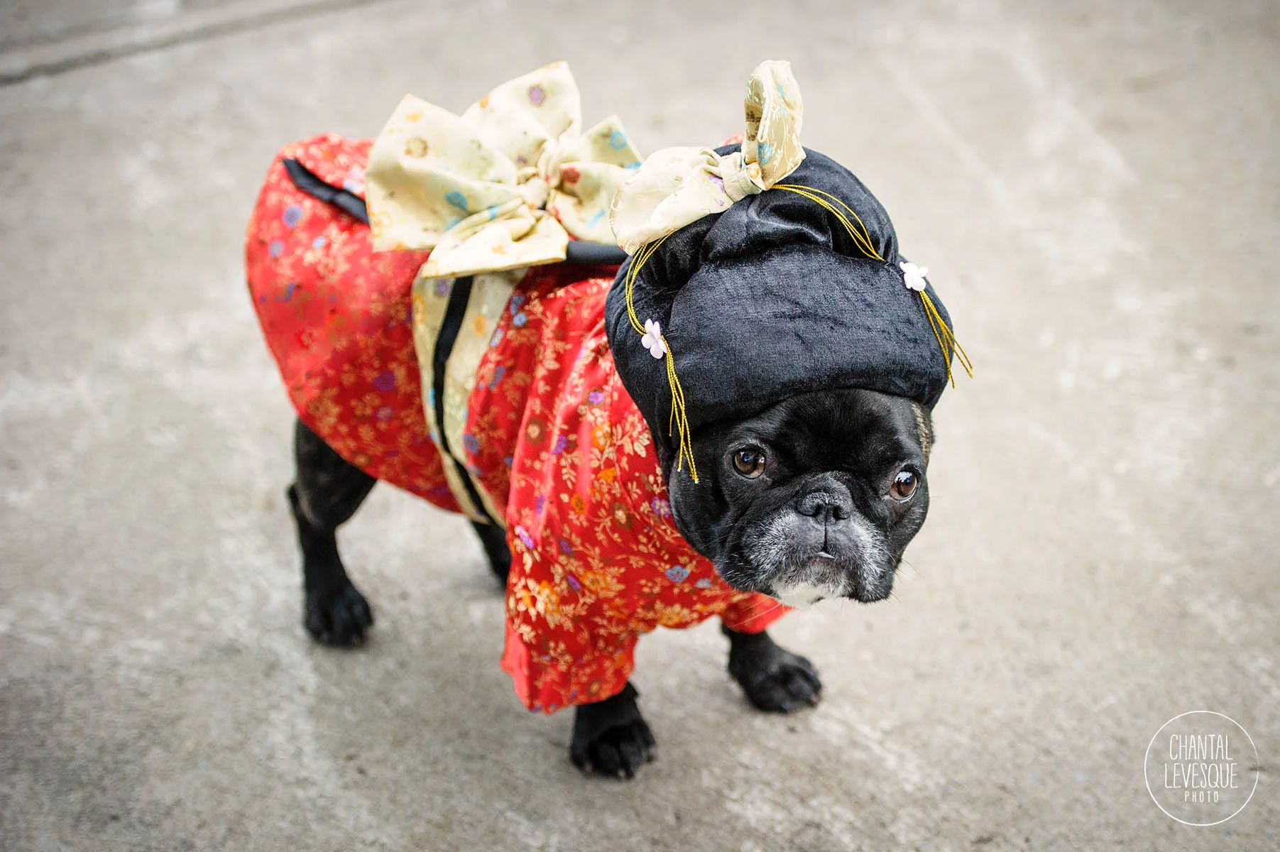 french-bulldog-geisha-costume.jpg