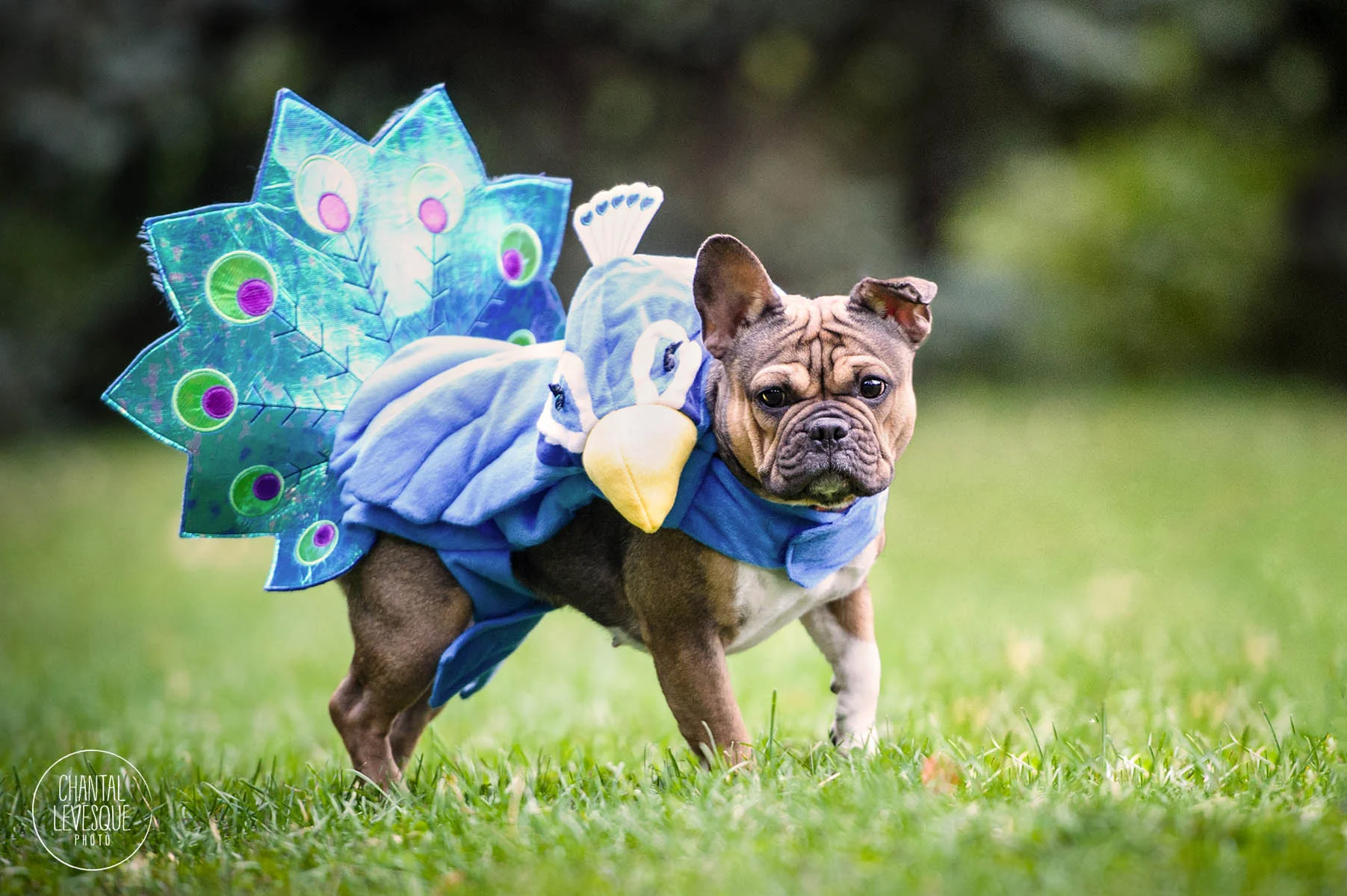 french-bulldog-bird-costume-halloween.jpg
